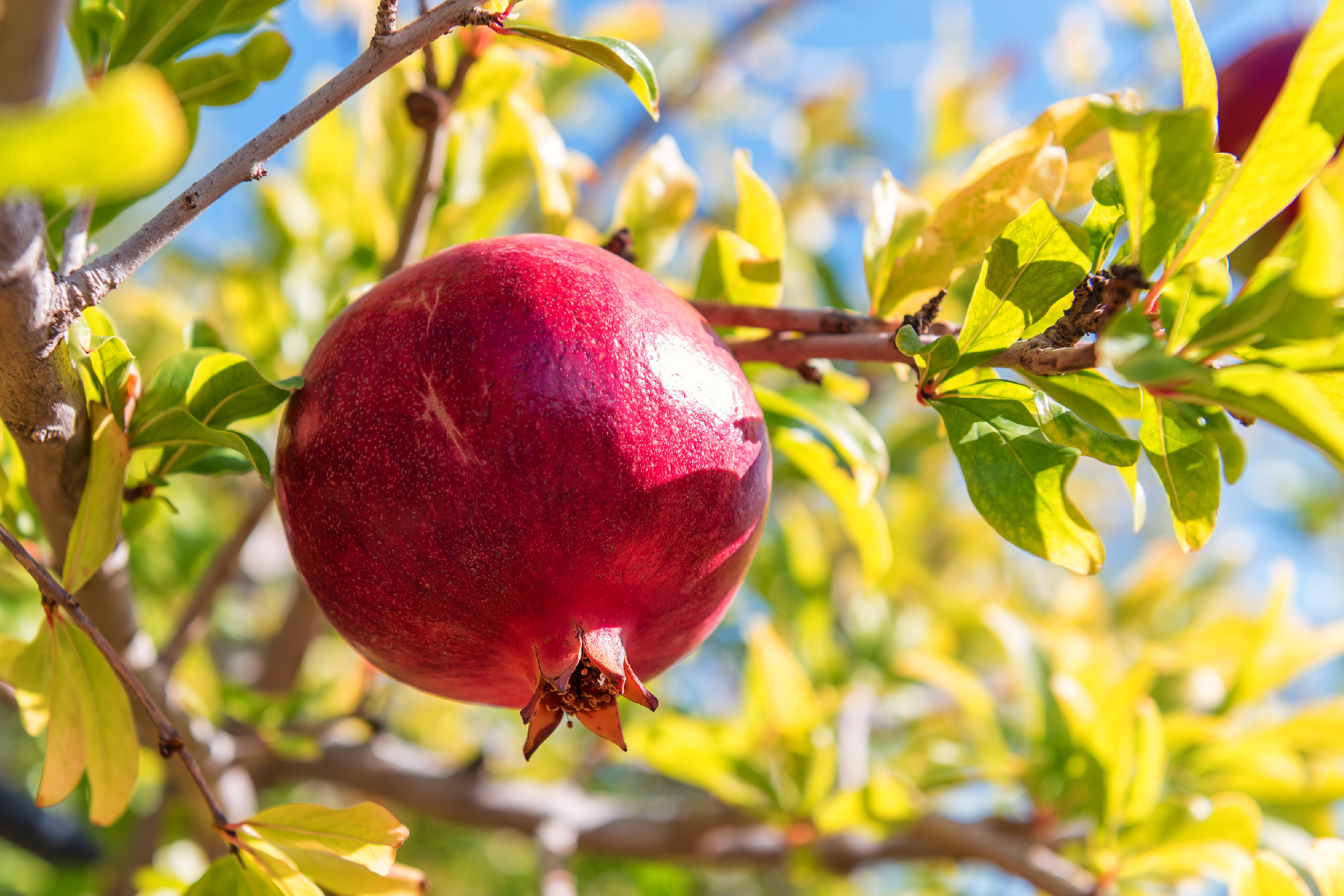 sweet and ripe pomegranade on the twig