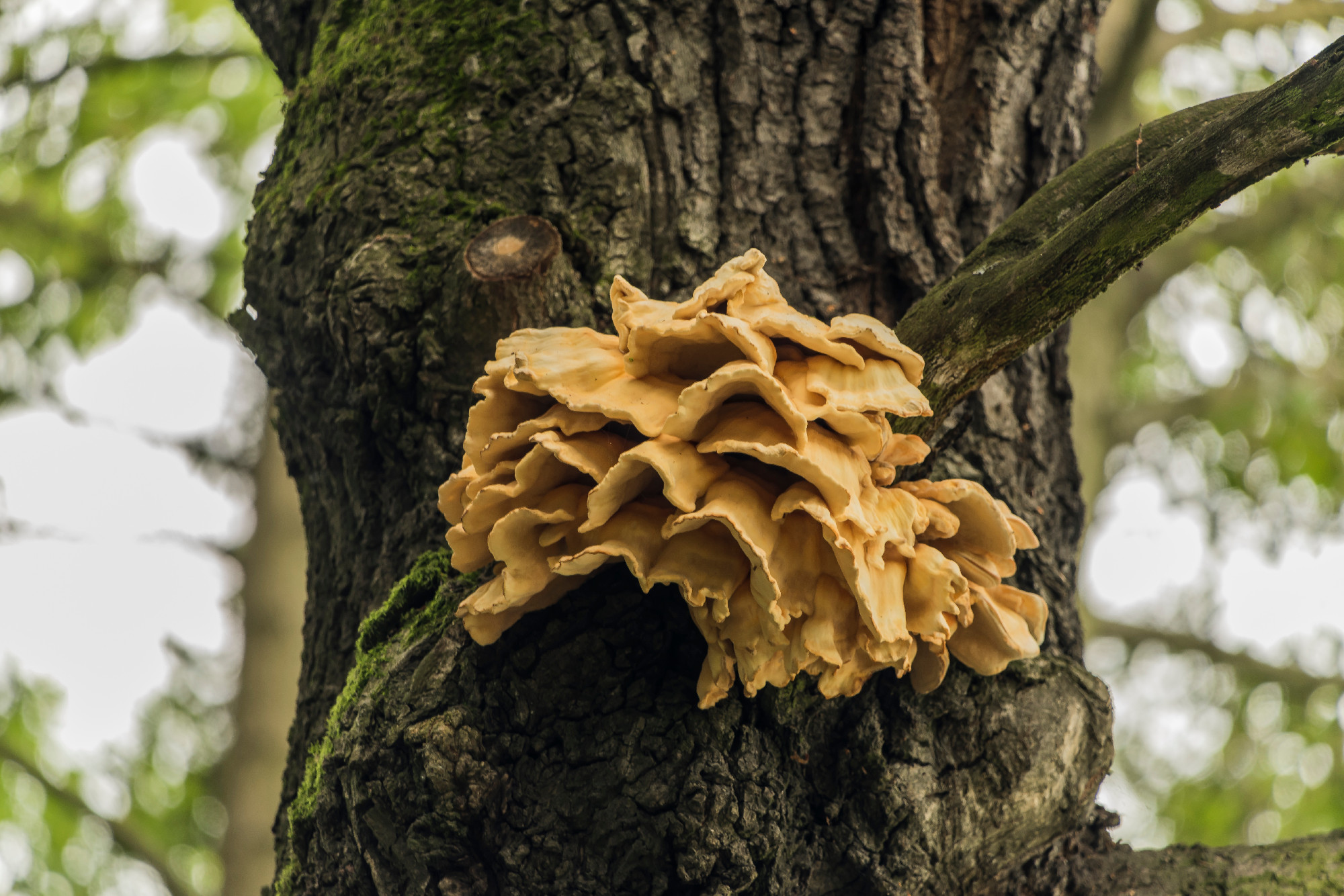 Tree mushrooms on oak tree