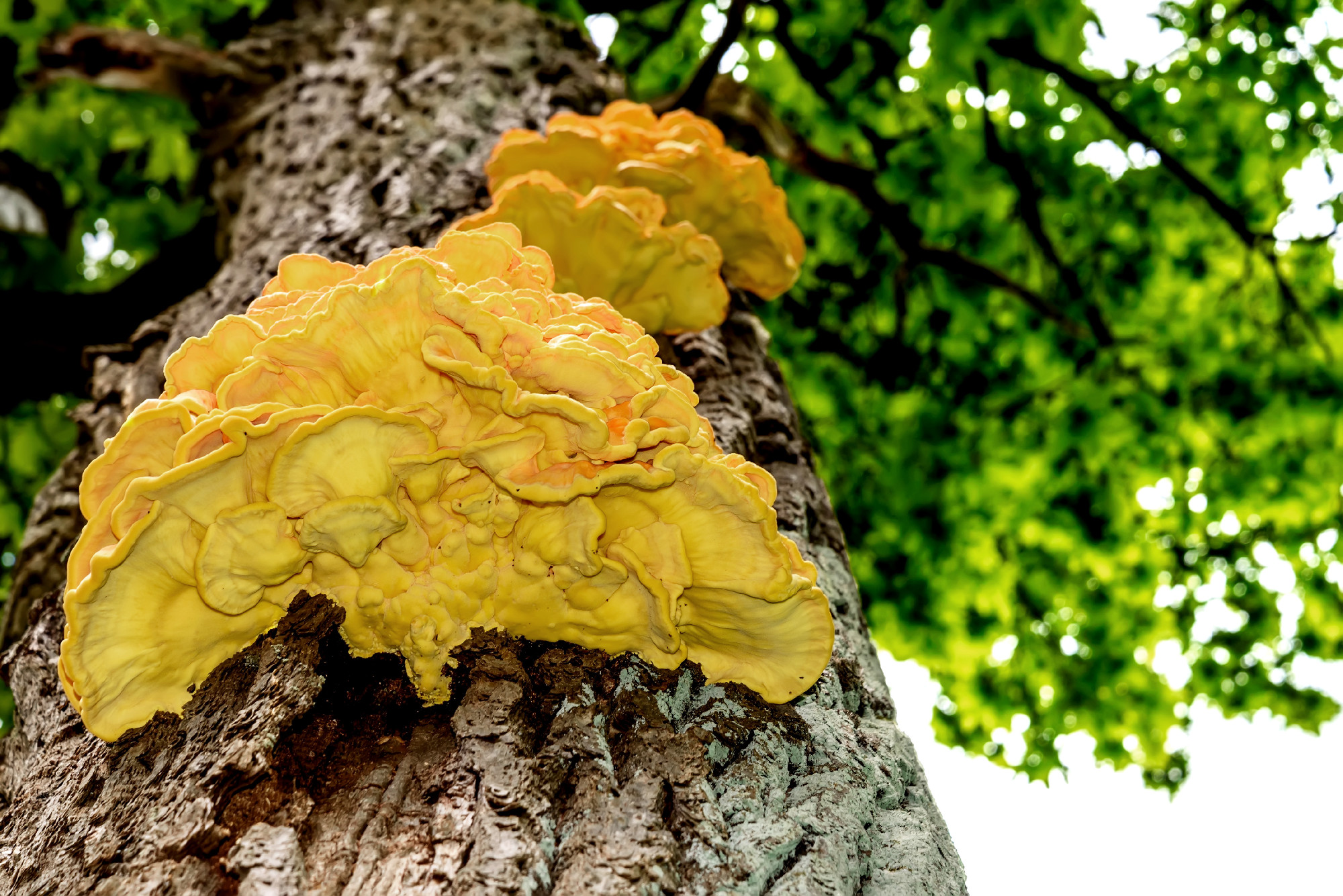 mushroom chaga tree trunk yellow