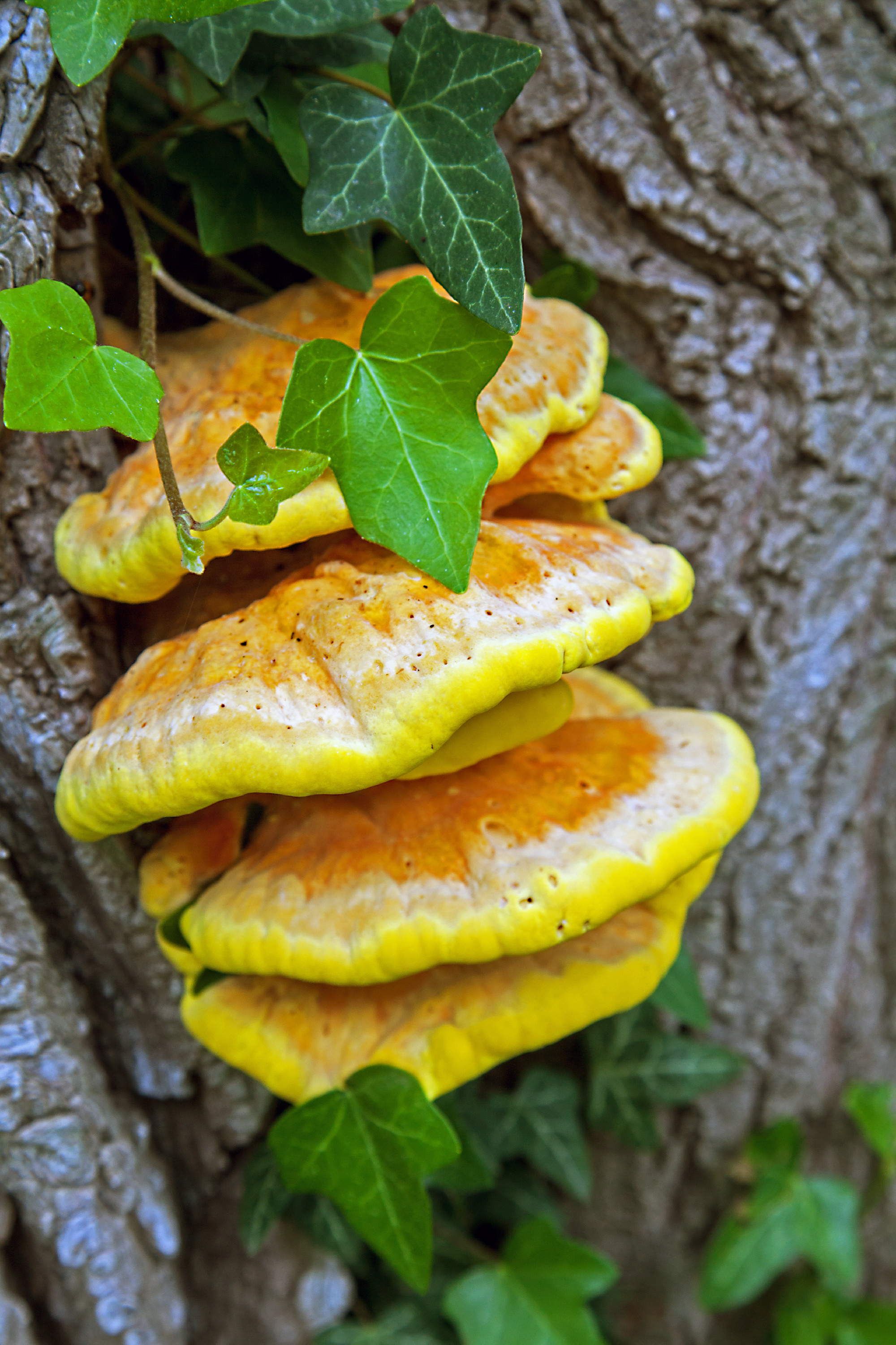 Common sulphurous porcuple woodland sulfur wood on a tree trunk