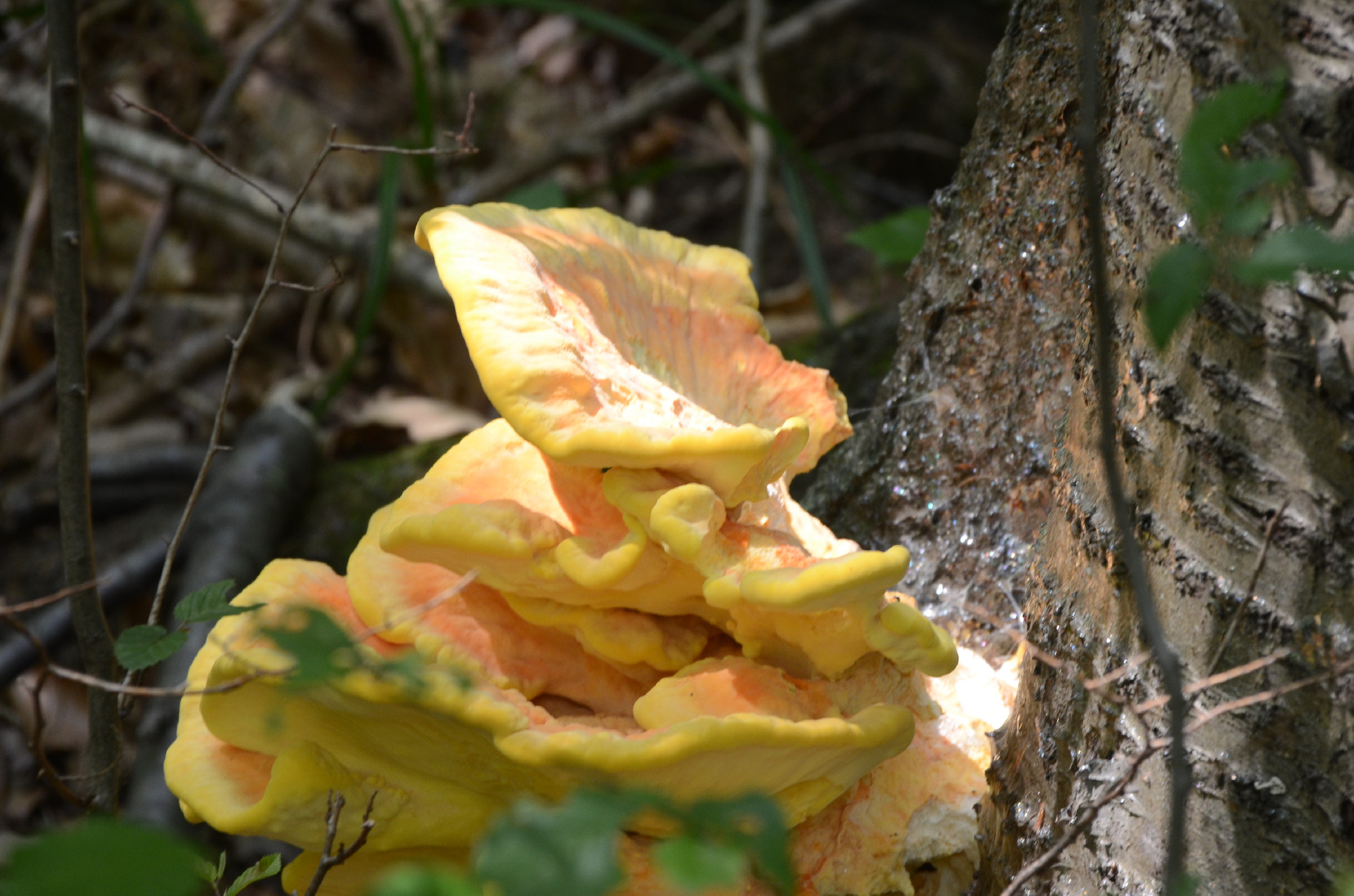 treefungus