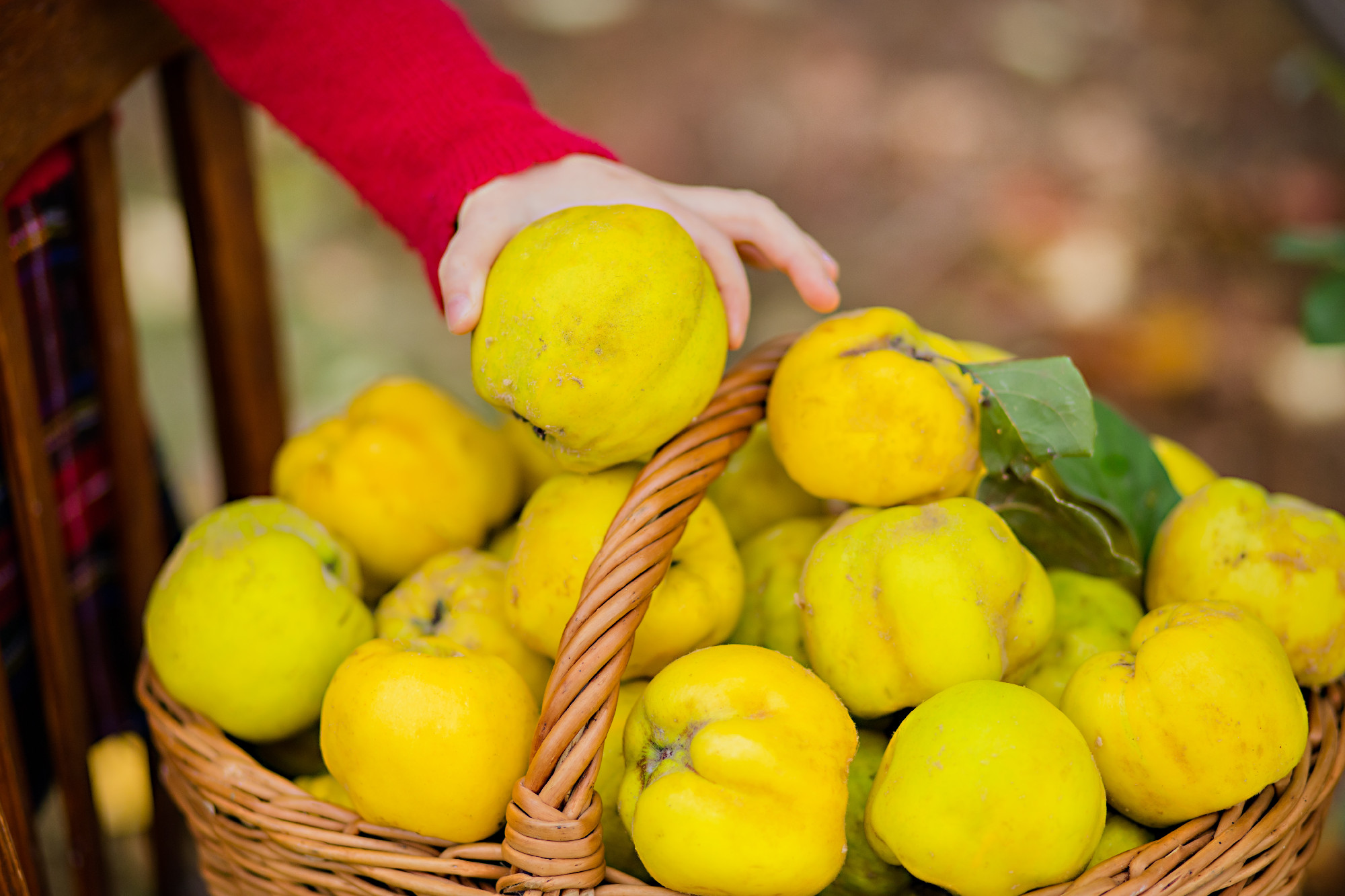 Basket full with home grown quince from my garden.