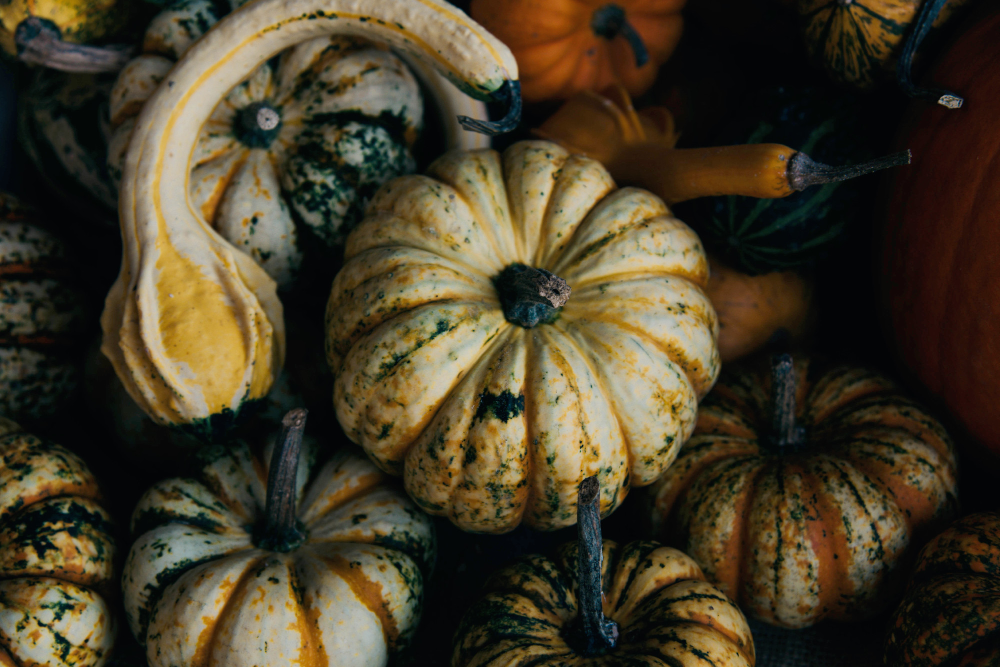 Autumn still life with organic pumpkins.