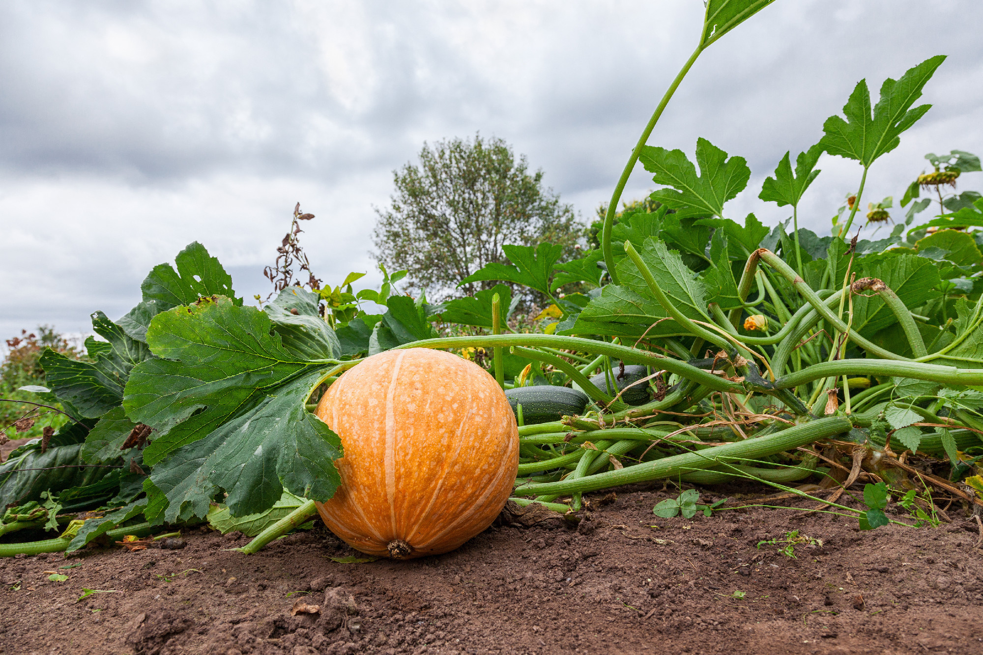 Orange pumpkin growing on the vegetable patch