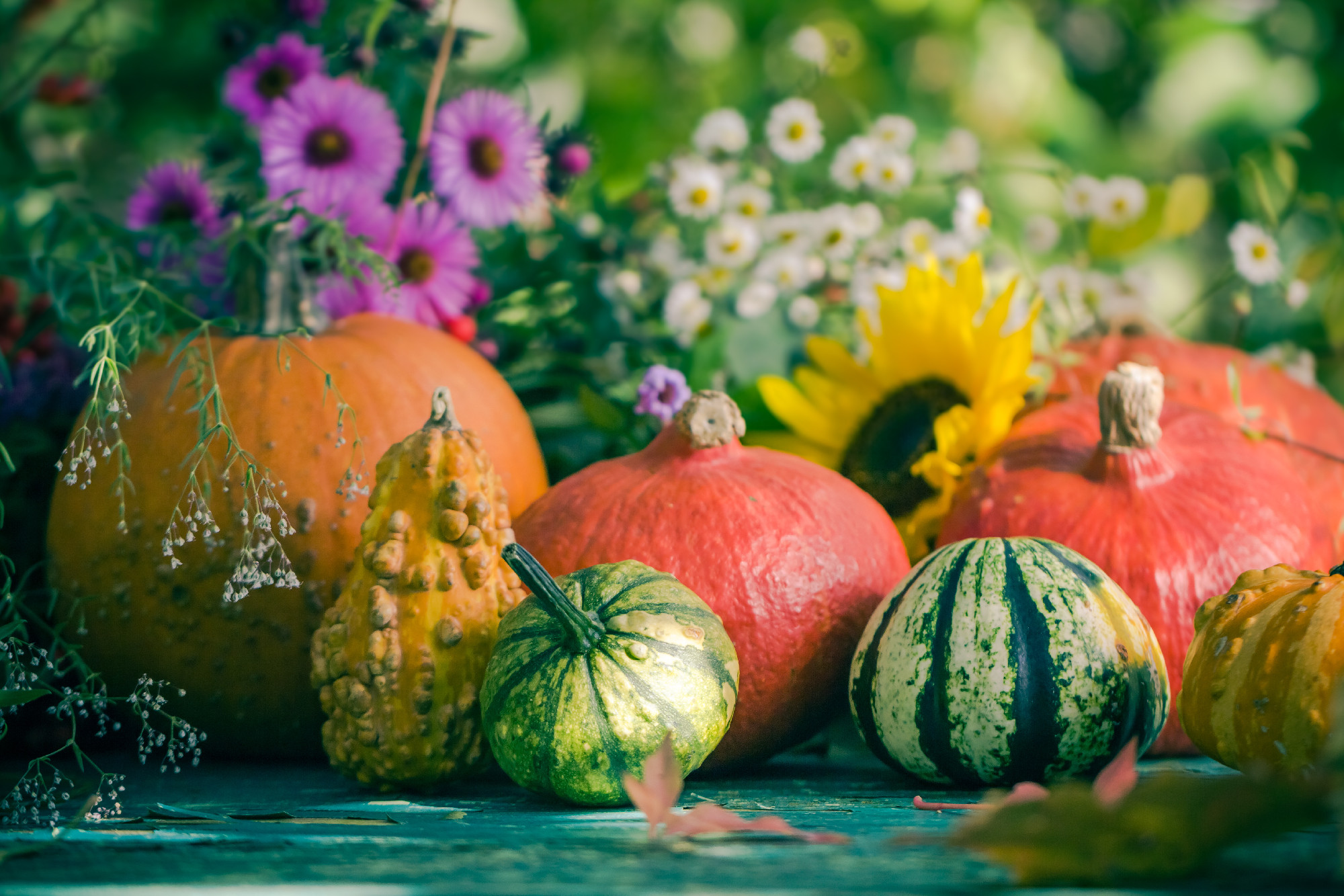 Autumn harvest garden pumpkin fruits colorful flowers plants