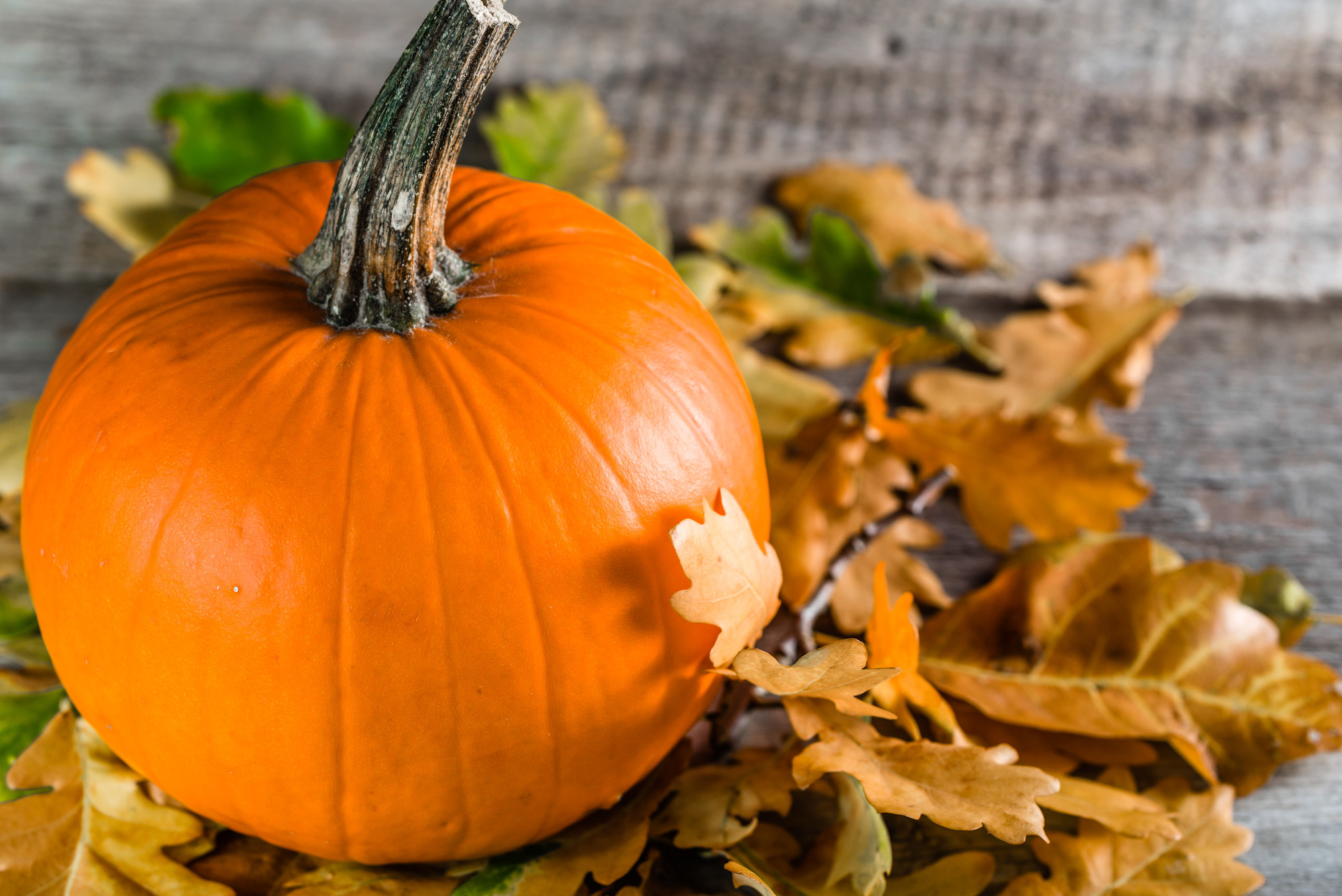 Whole pumpkin on wooden table, organic vegetable harvest, thanksgiving background, autumn compositions with leaves in orange color