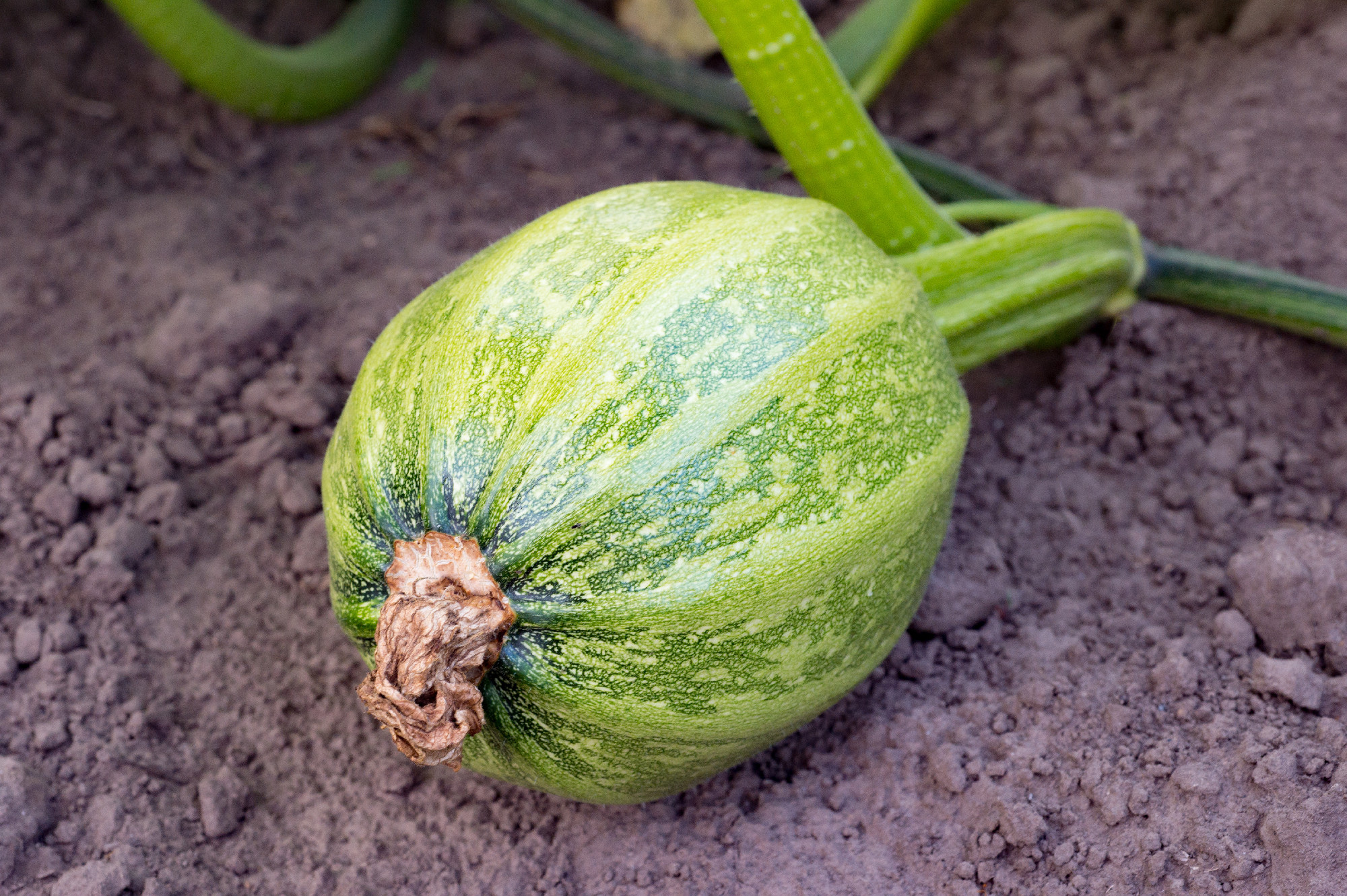 Young green pumpkin growing on eco field, laying on the ground
