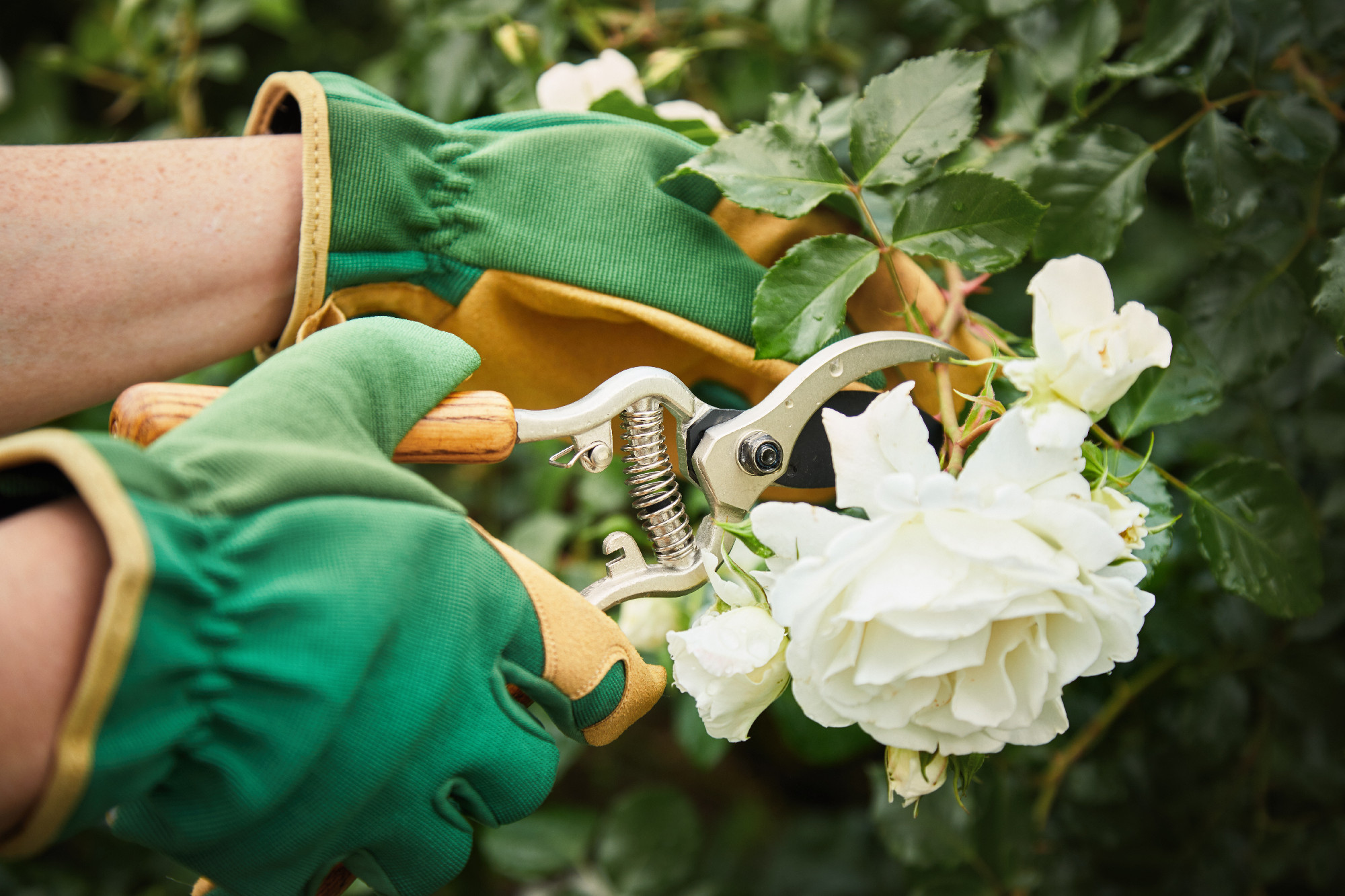 Gardener picking a beautiful white rose on a bush