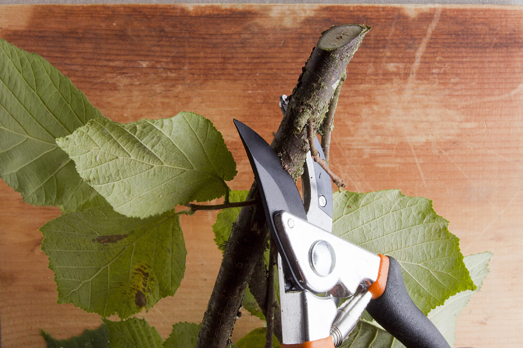 Branch and pruning shears