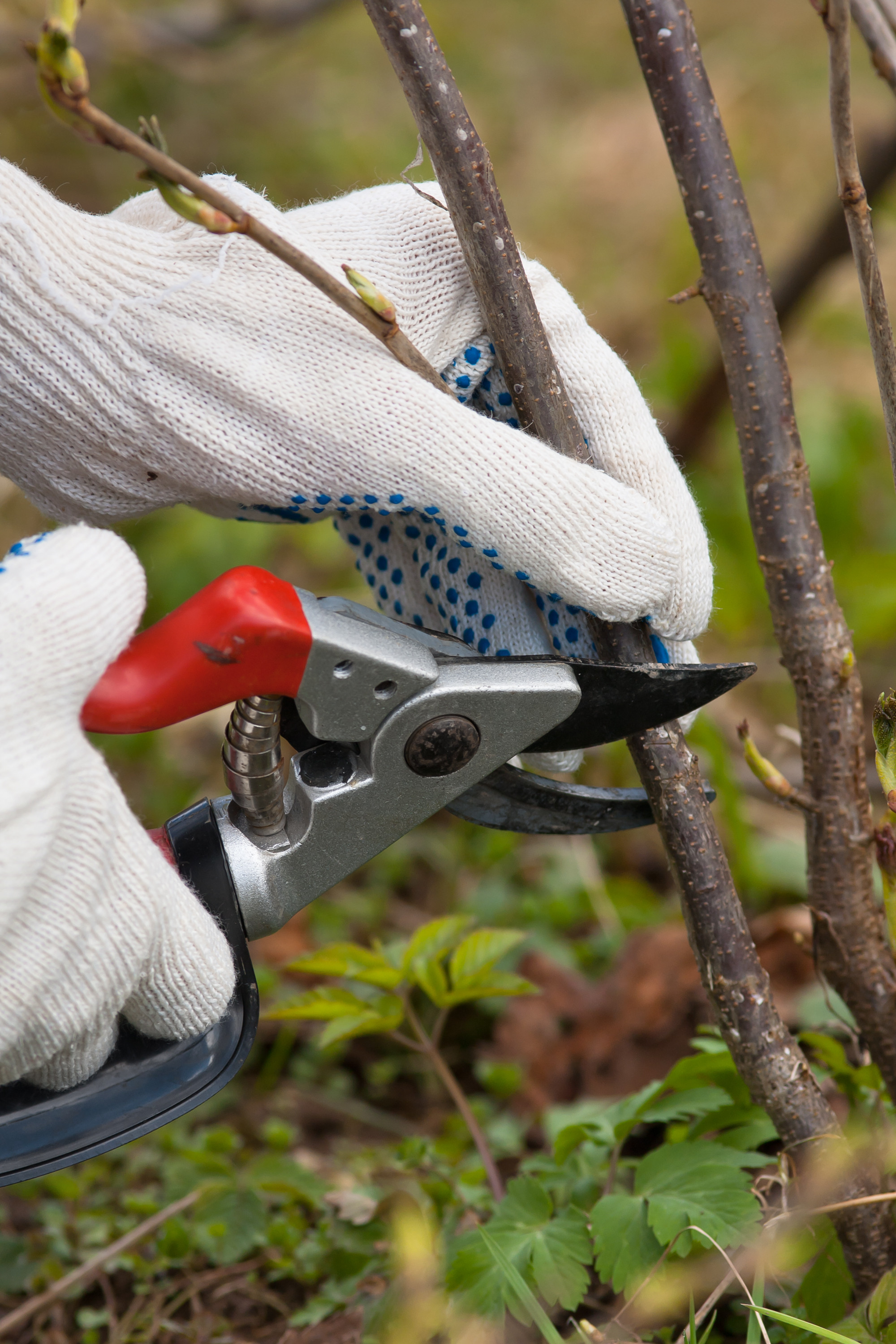 hands in gloves pruning black current with secateurs, closeup