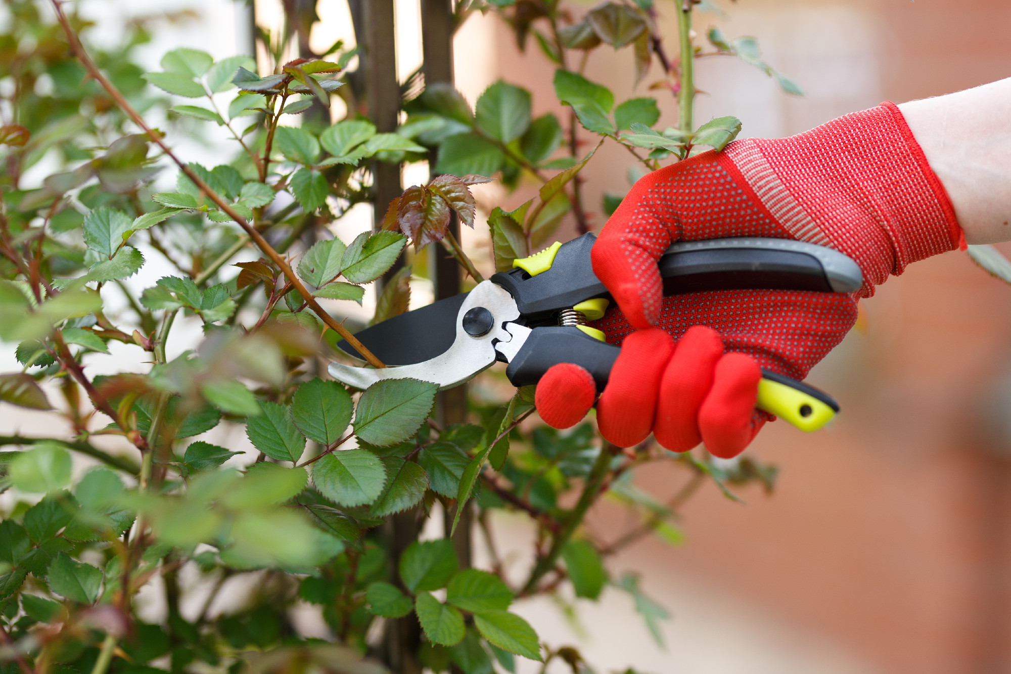 Girl cuts or trims the bush with secateur in the garden.