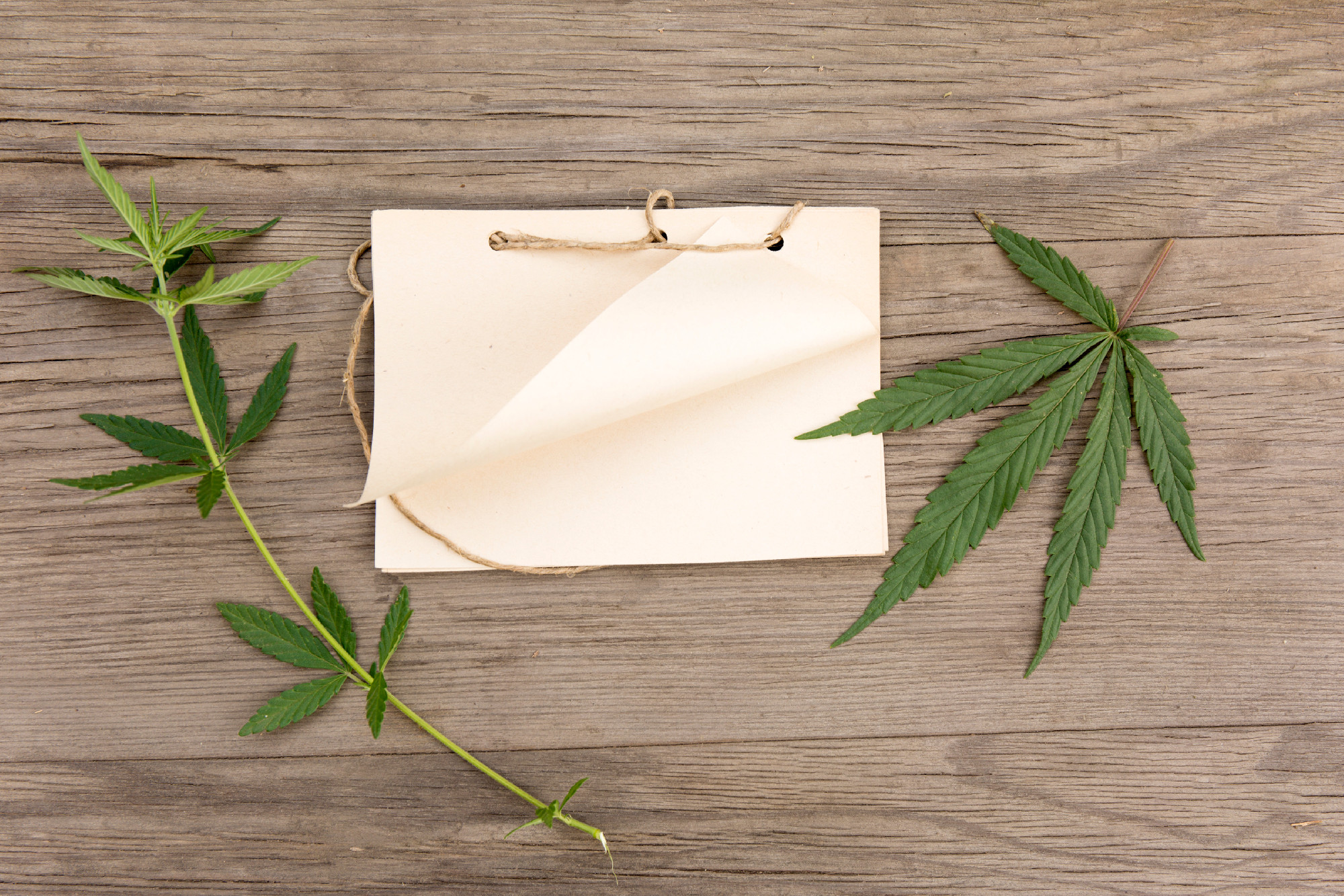 Hemp leaves and flowers with handmade craft notebook on old grunge wooden background. Top view. Minimalistic mockup.