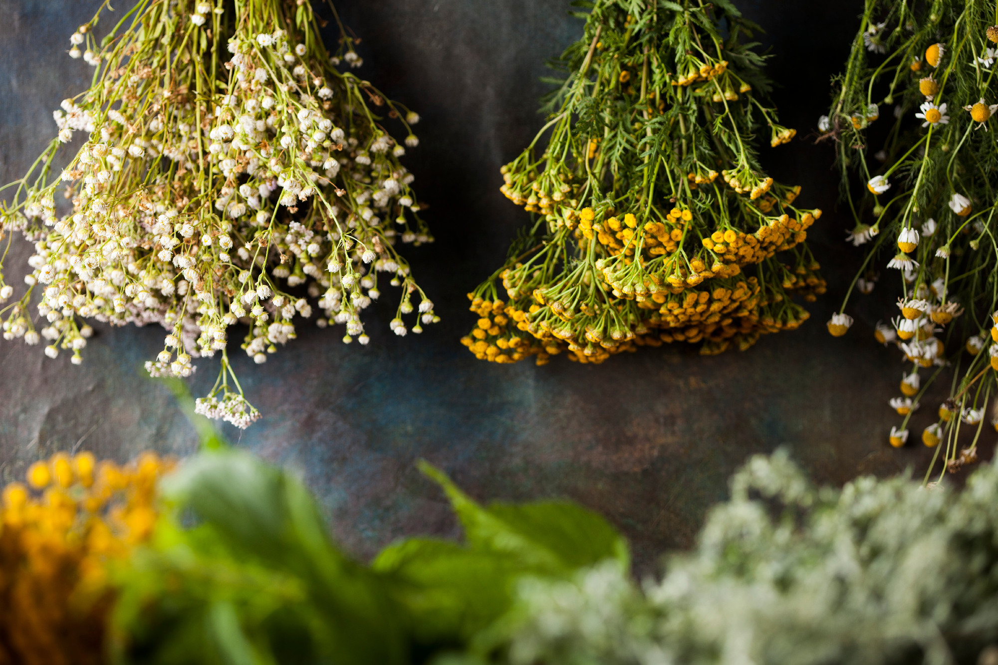 Fresh medicinal, healing herbs on wooden