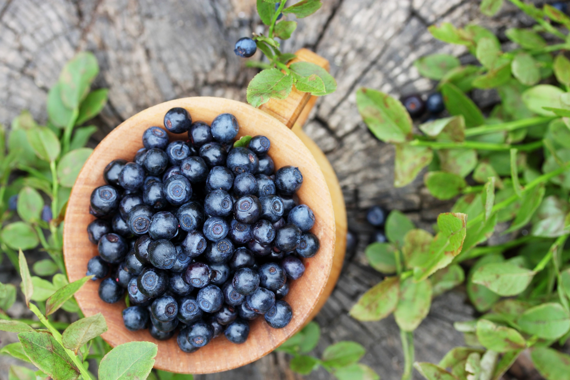 Forest blueberries in a wooden bowl