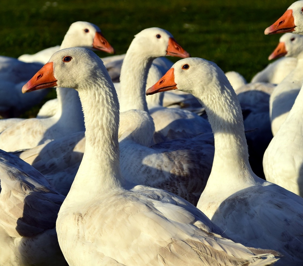 Libavacsora és Szent Márton