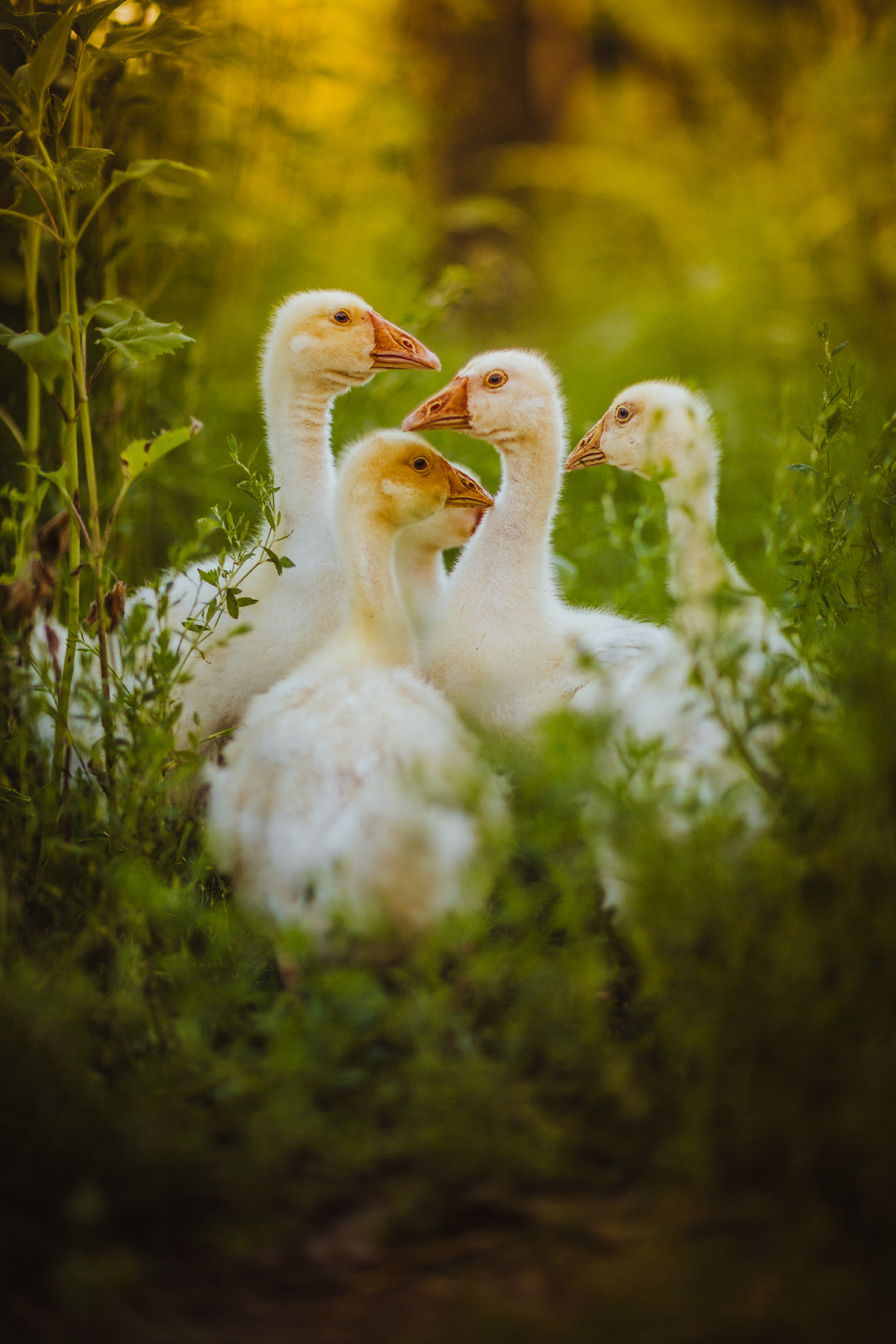 Five young goose together sit in the grass