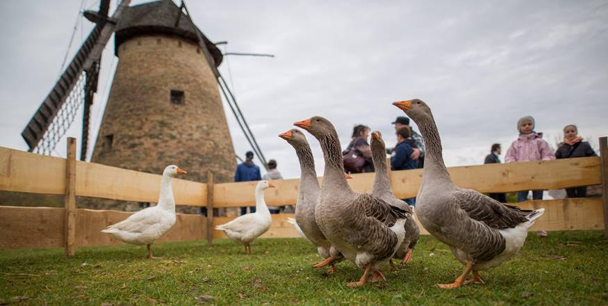 Szent Márton Újborfesztivál és Libator a Skanzenben