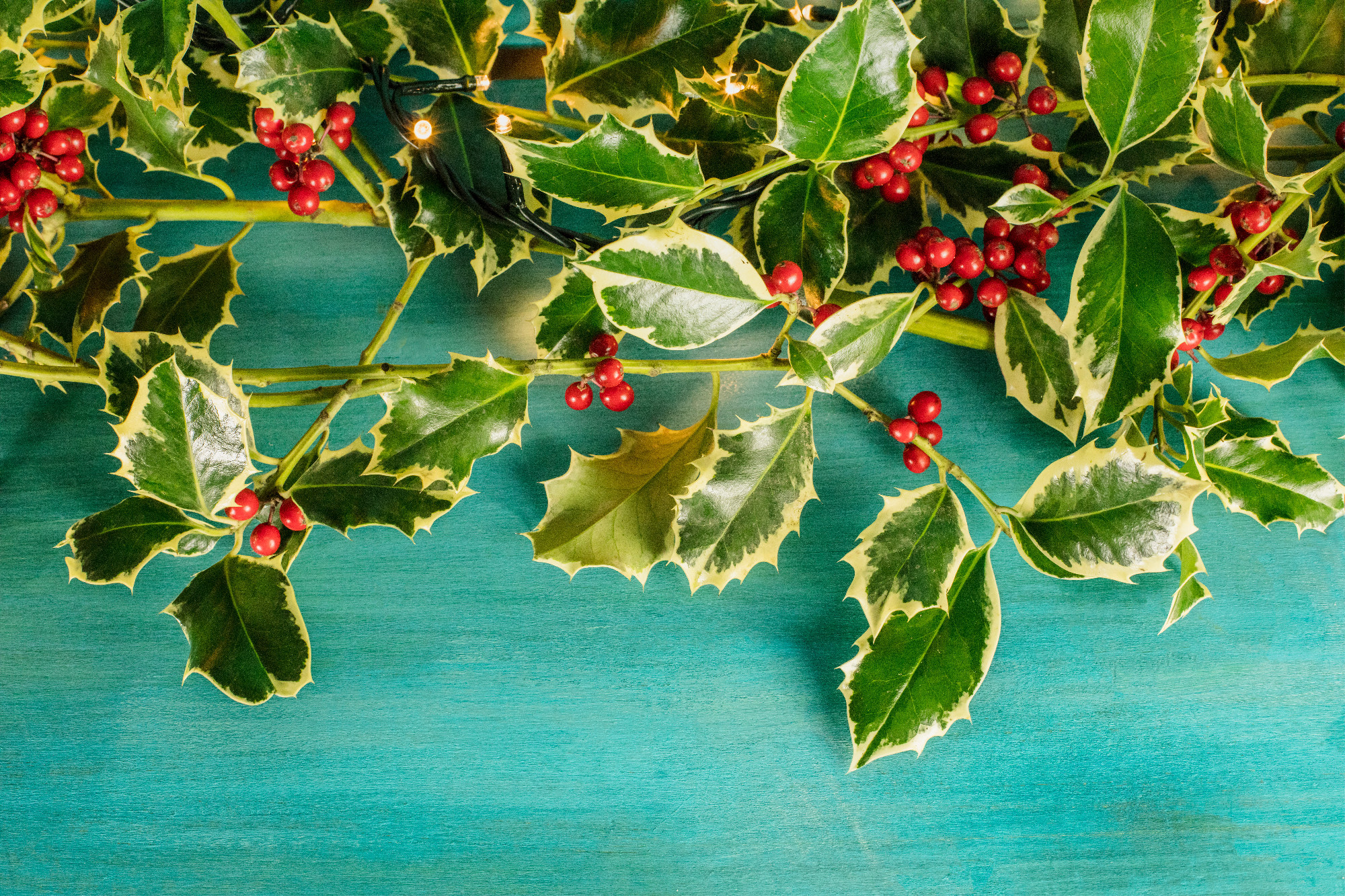 Christmas background with holly leaves and copyspace
