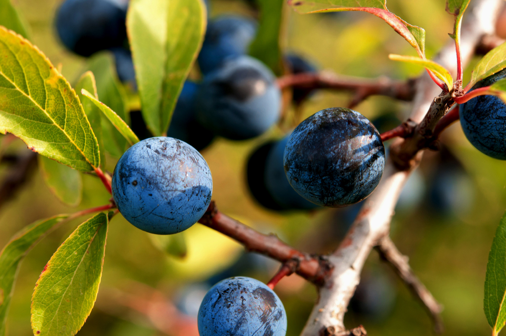 blackthorn