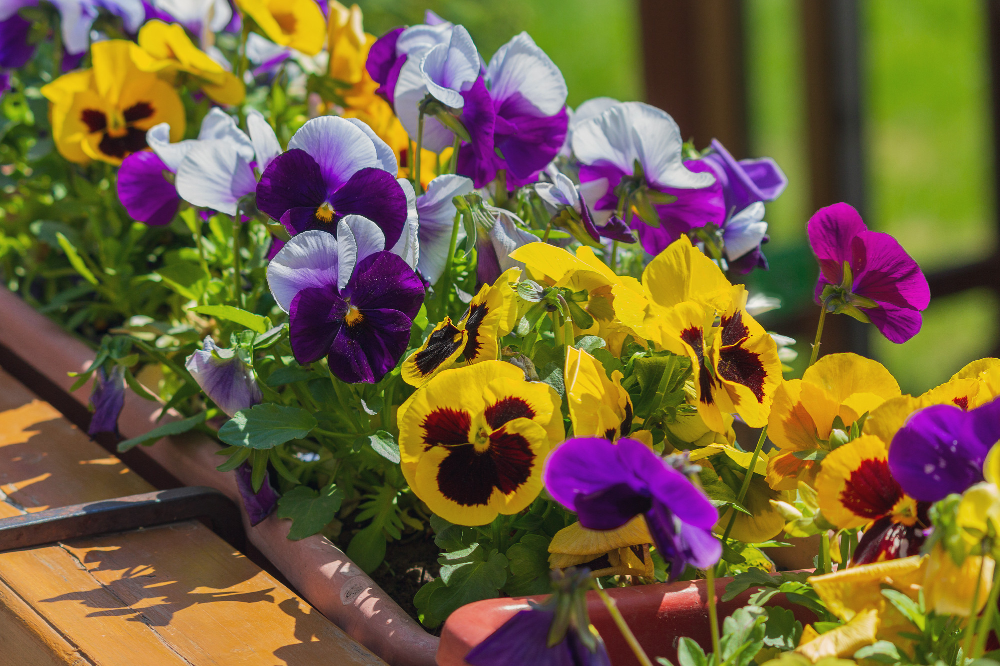 Multi-colored petunias on the town's flowerbed. Flowers