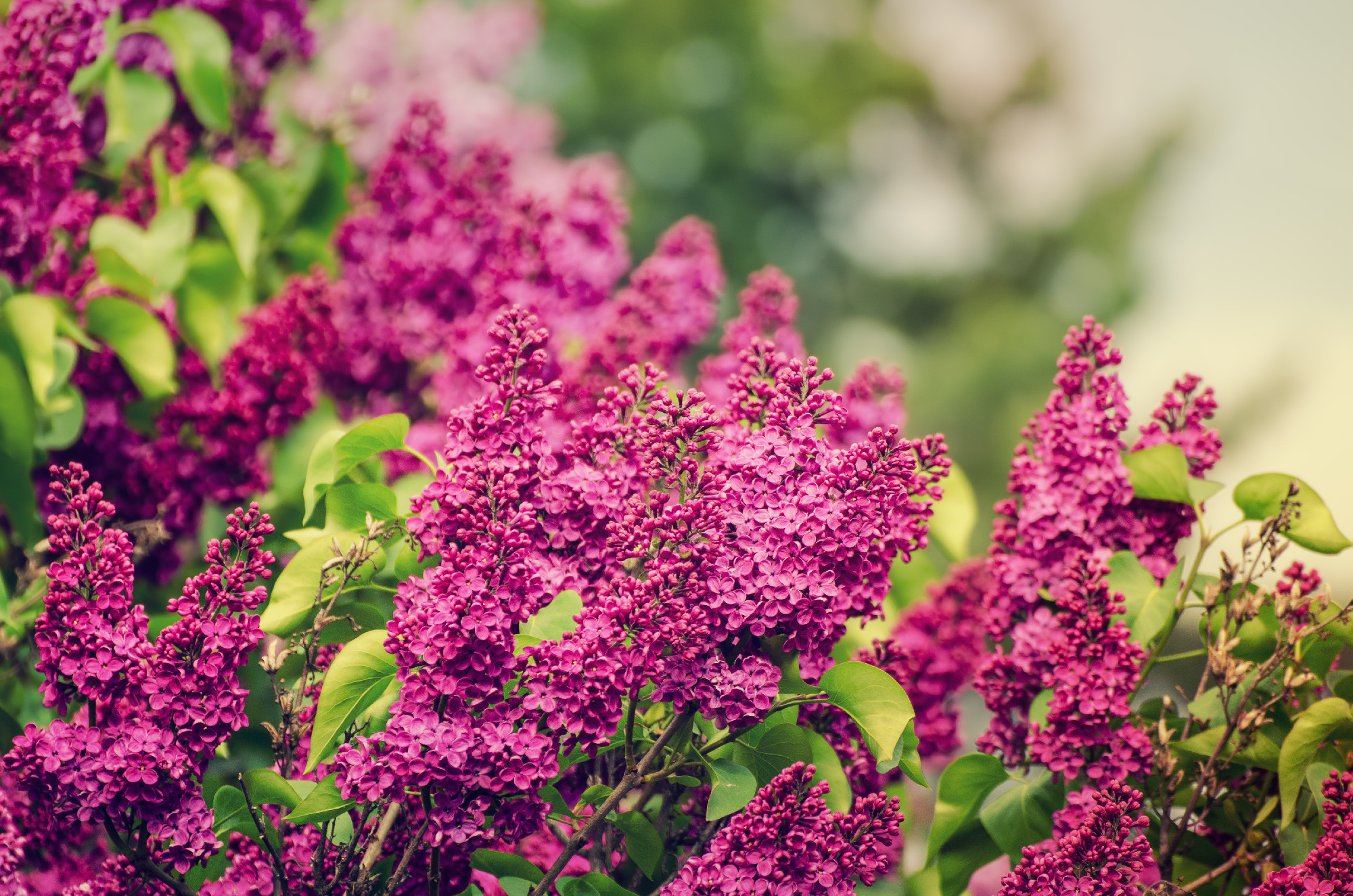 Spring lilac flowers