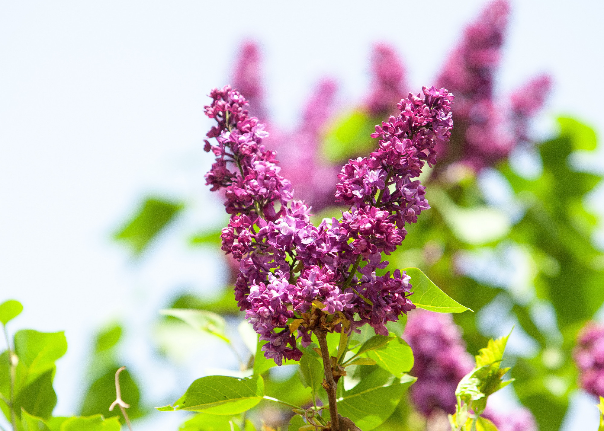 lilac flowers