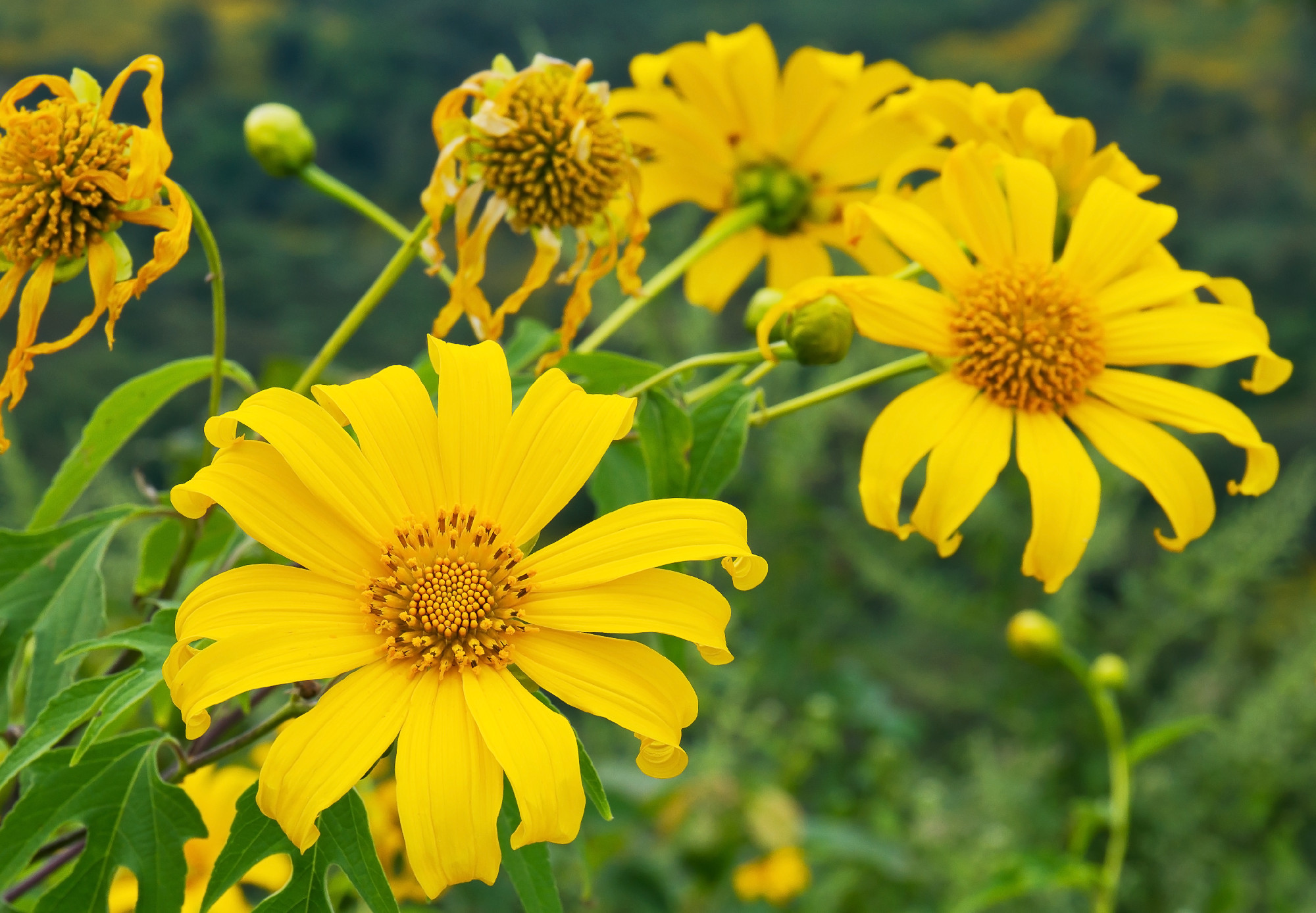 Mexican sunflower weed