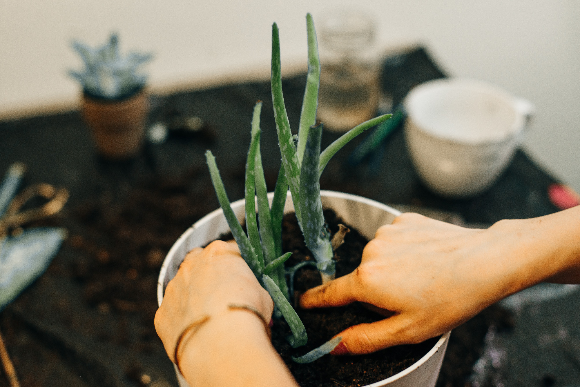 Gardeners hand planting flowers in pot with dirt or soil.