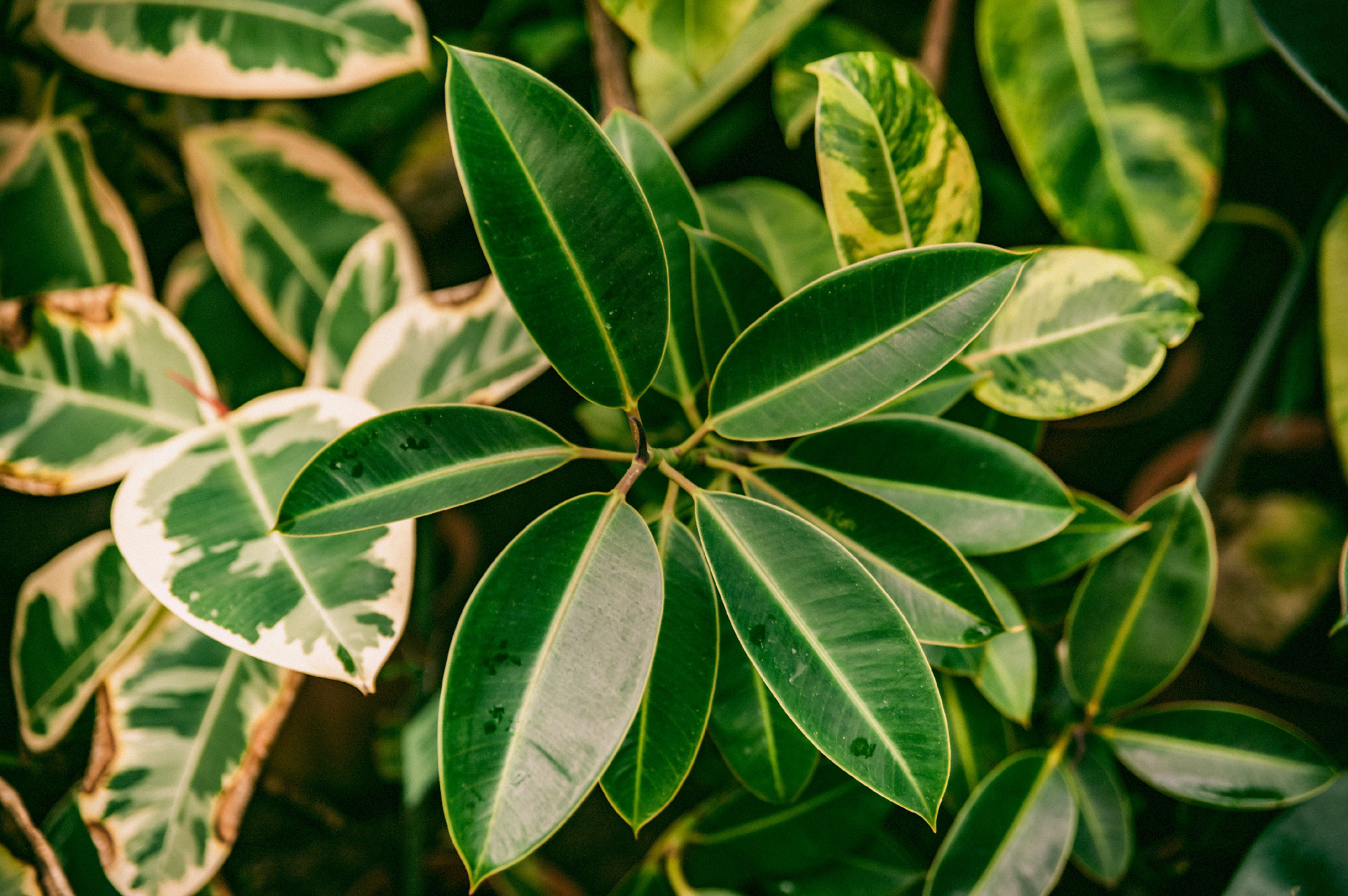 Tropical plants ficus background , the theme of the floriculture