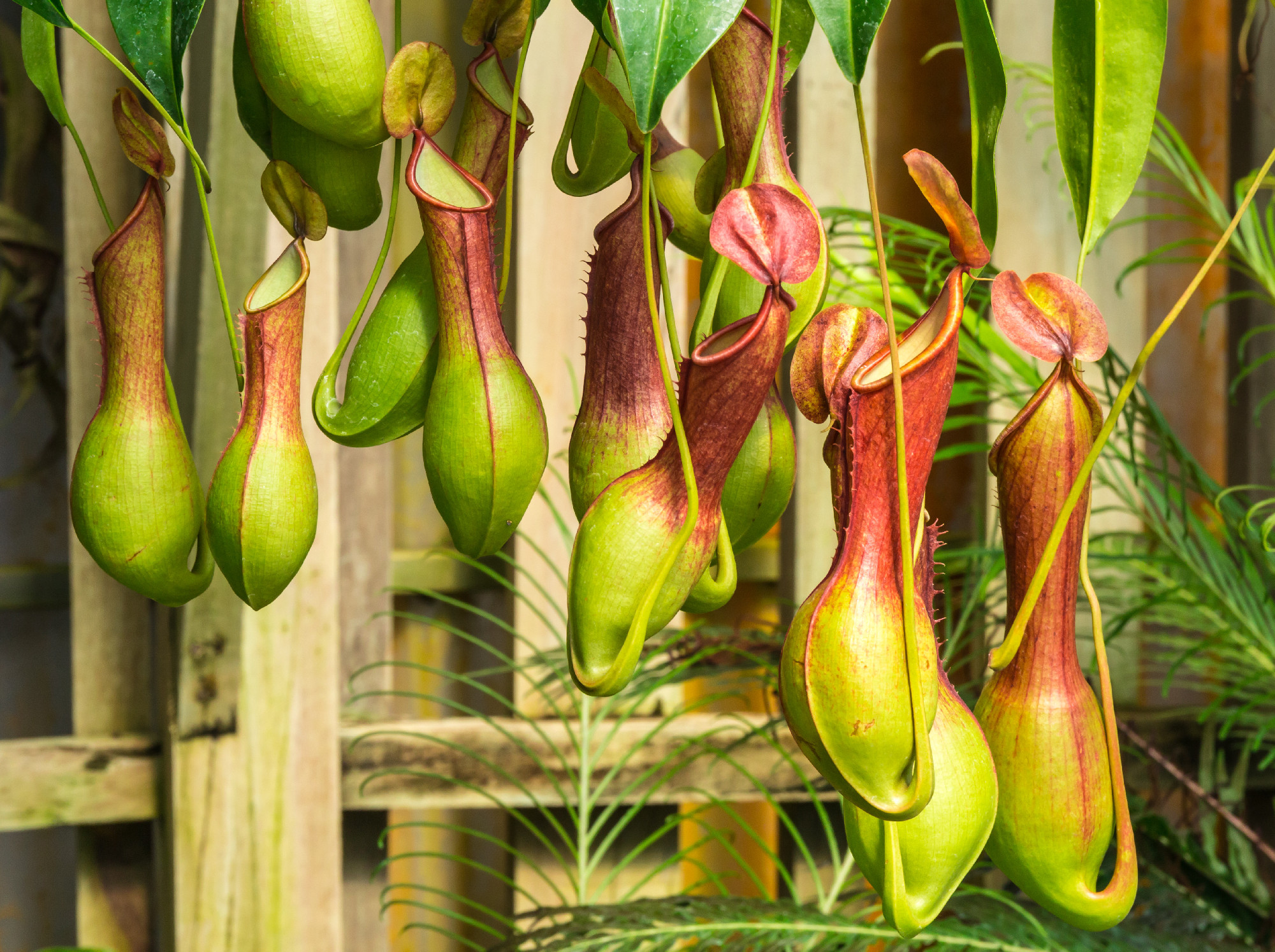 Nepenthes ventrata, a carnivorous plant