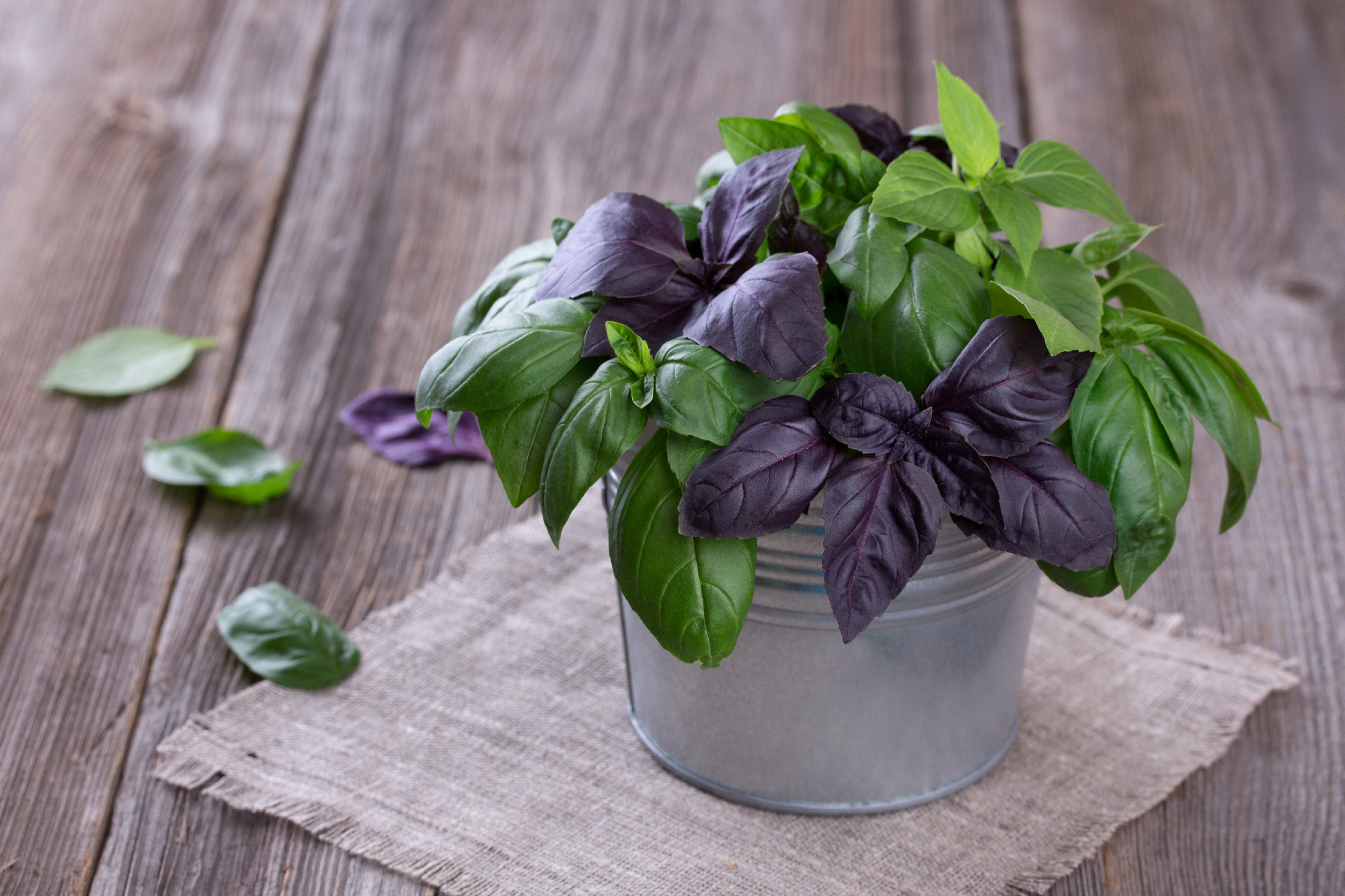 Fresh green and violet basil in little tin bucket on wood background