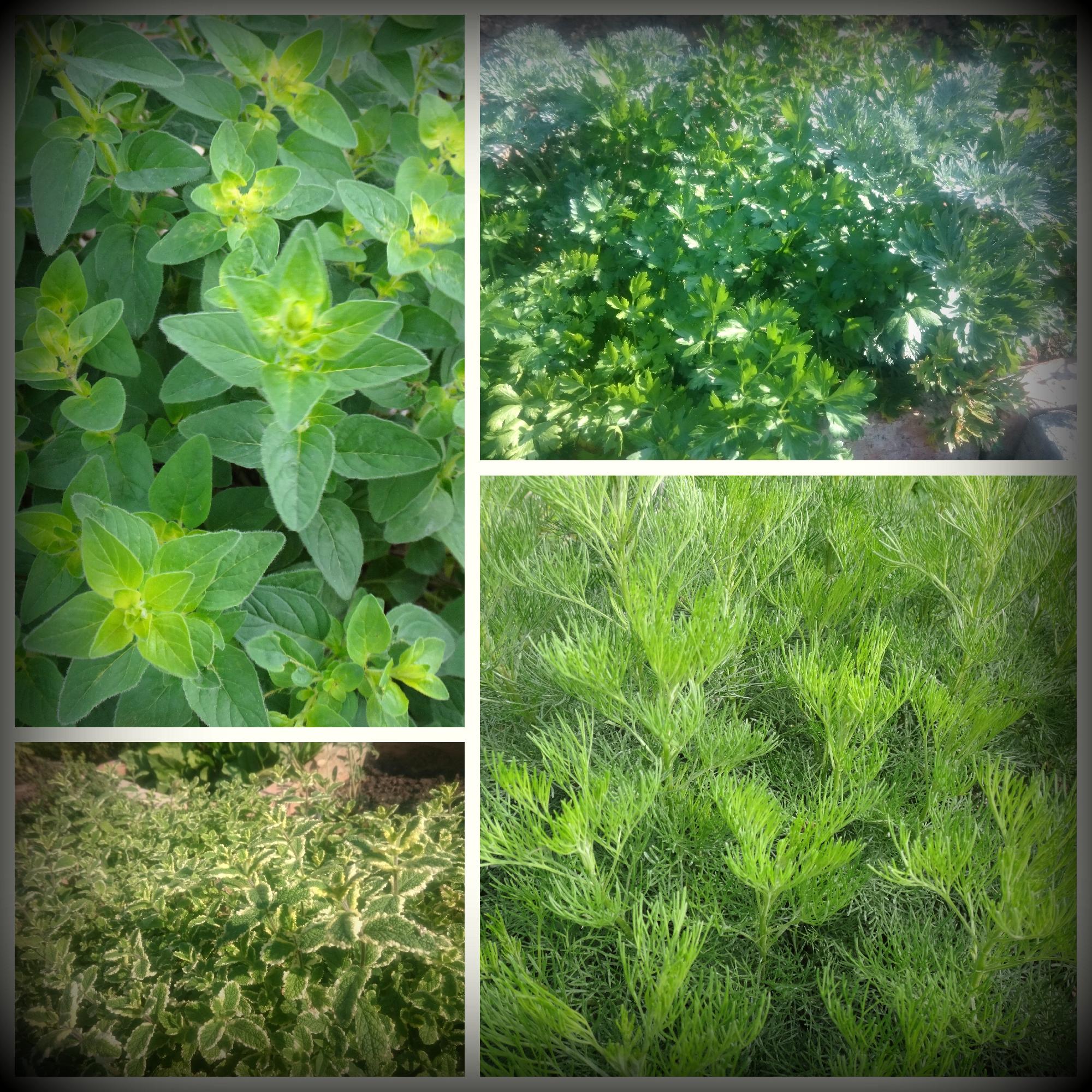 9 fűszer 9 formában