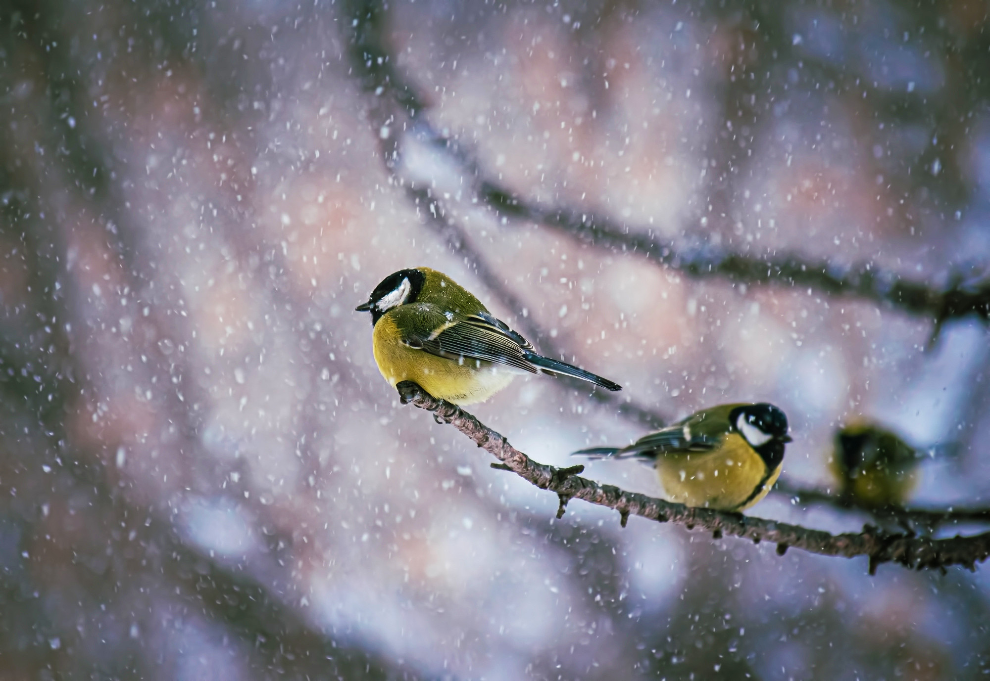 Titmouse on a snowy winter day