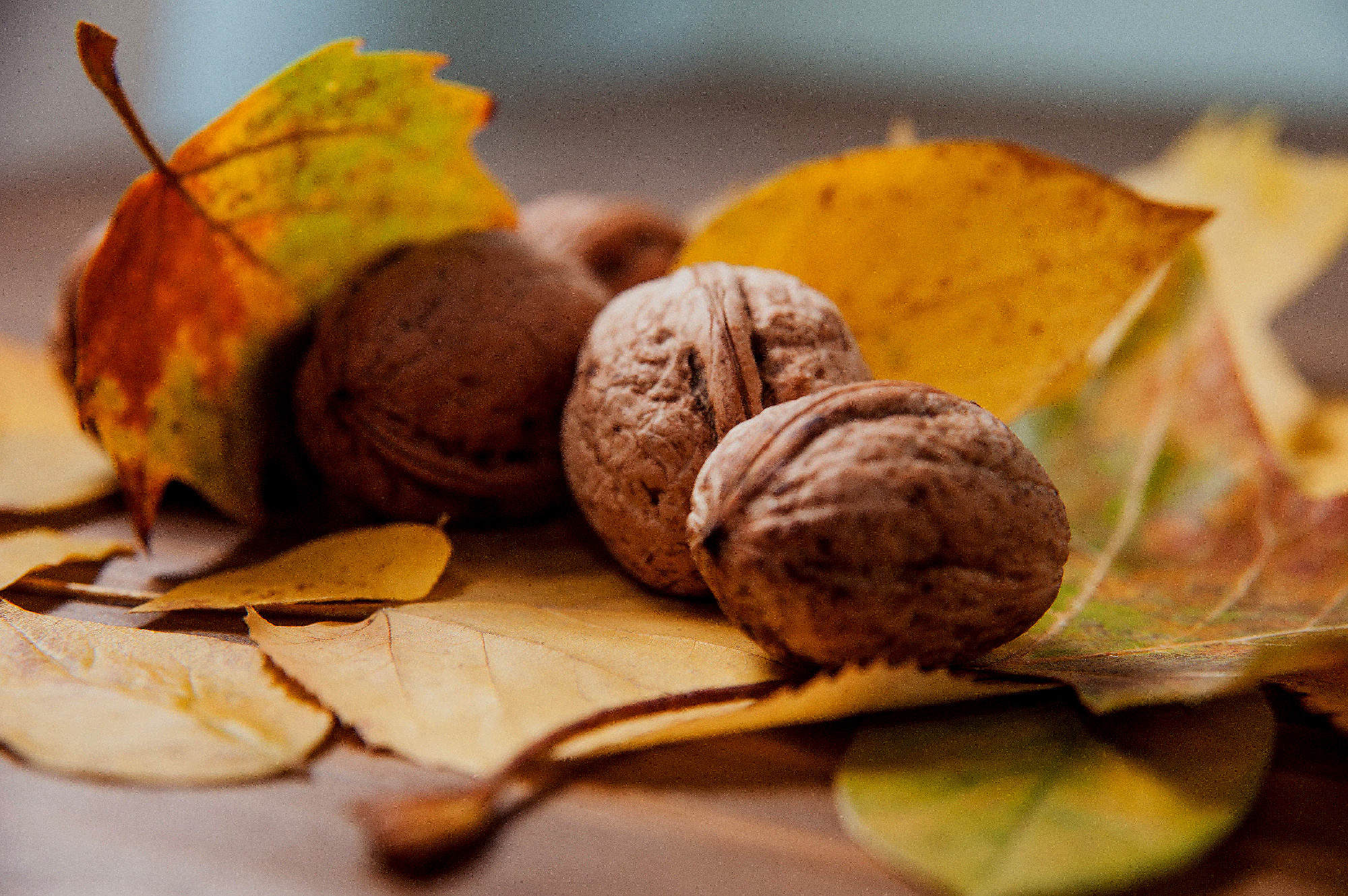 Walnuts in yellow leaves. Autumn mood. macro photo
