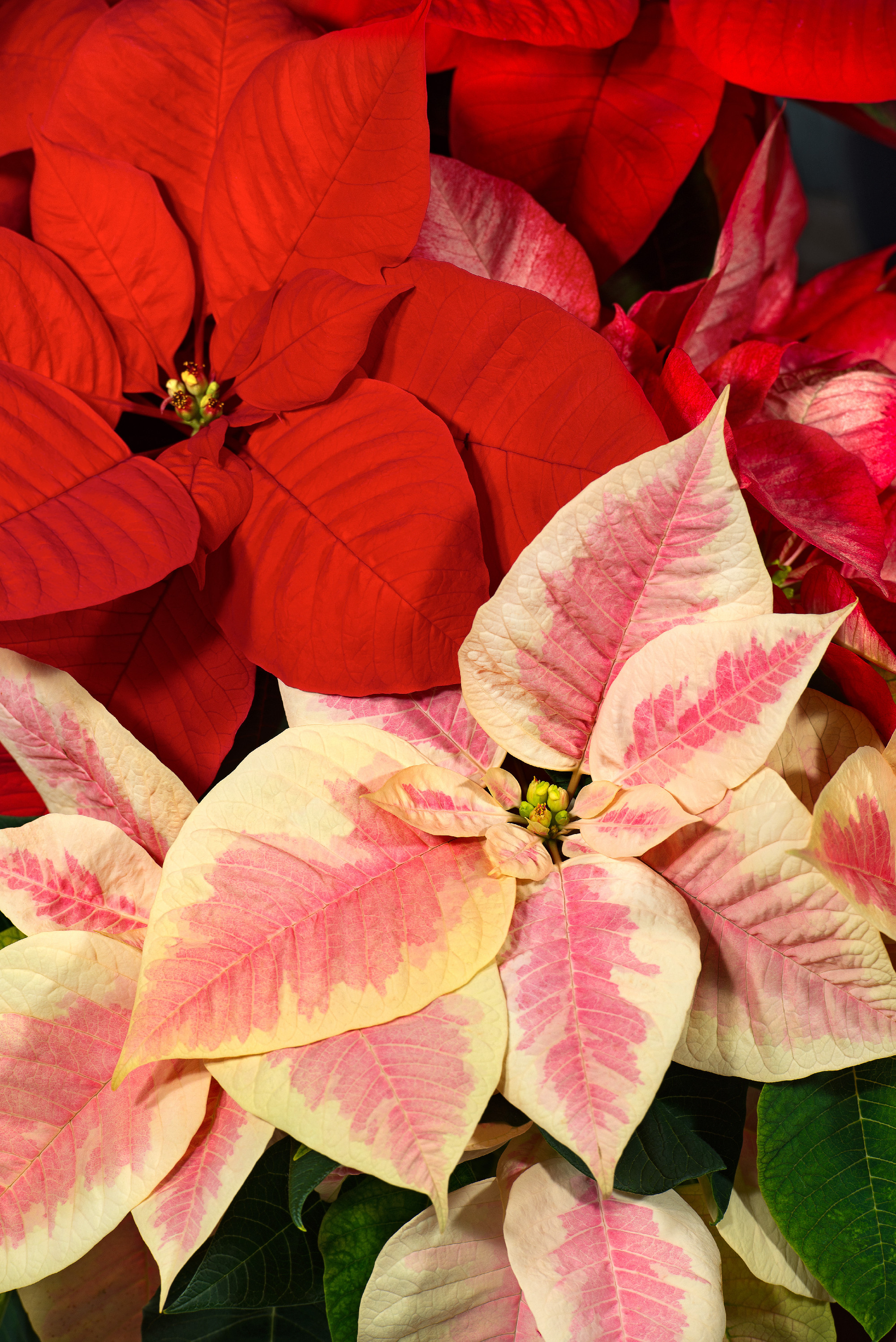 Poinsettia Flowers - Euphorbia Pulcherrima