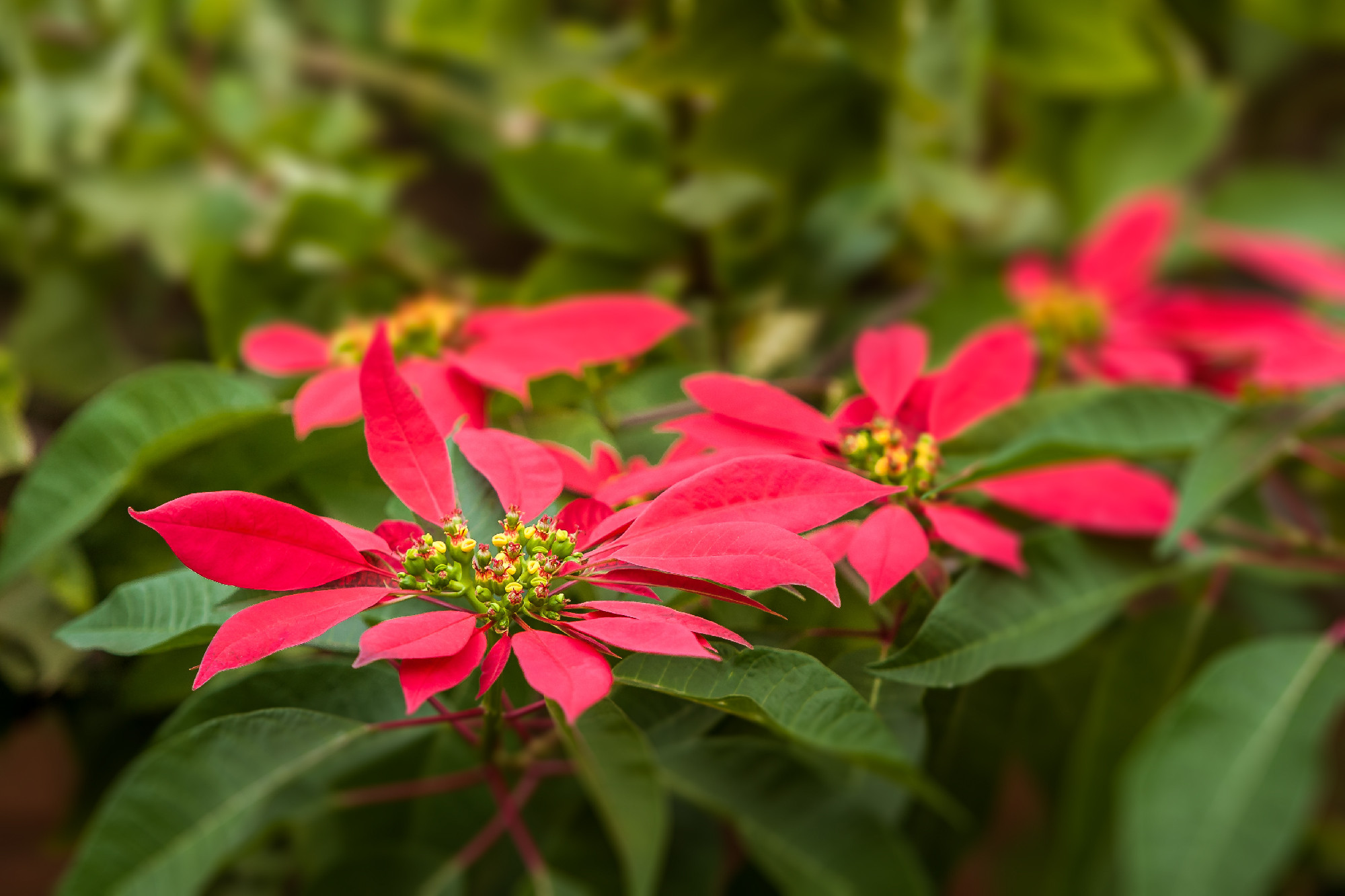 Red poinsettia flowers