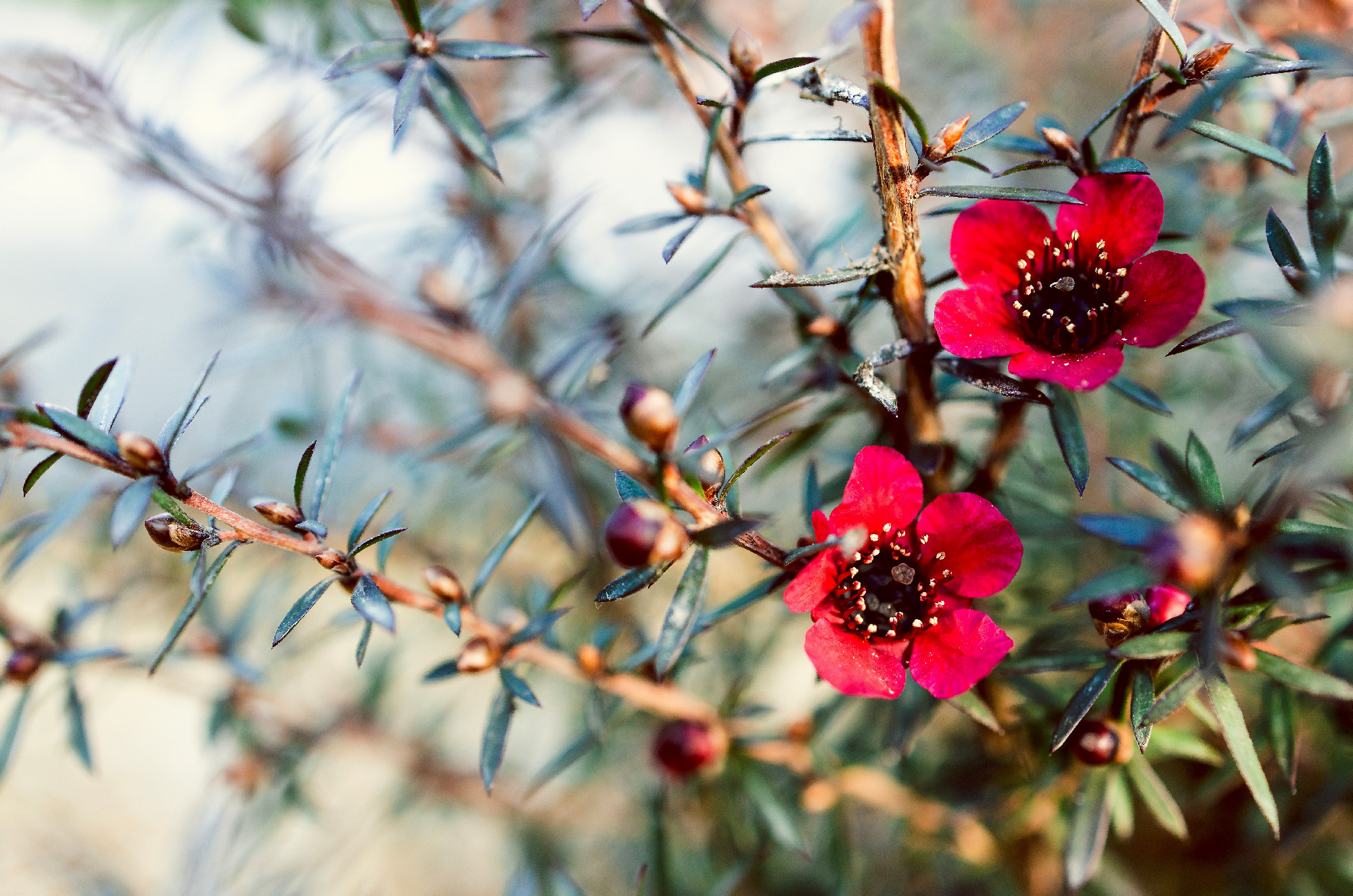 close-up of New Zealand Tea Bush plant with dark leaves and red