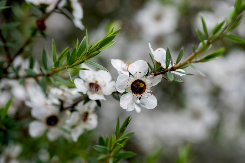 Manuka, a mézek királynője