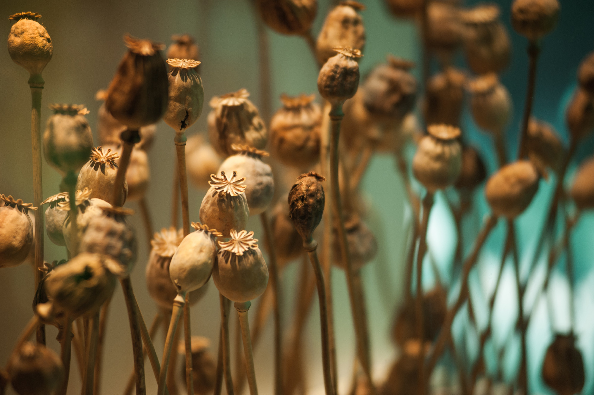 dried opium poppy head, Plants for medicine or drugs