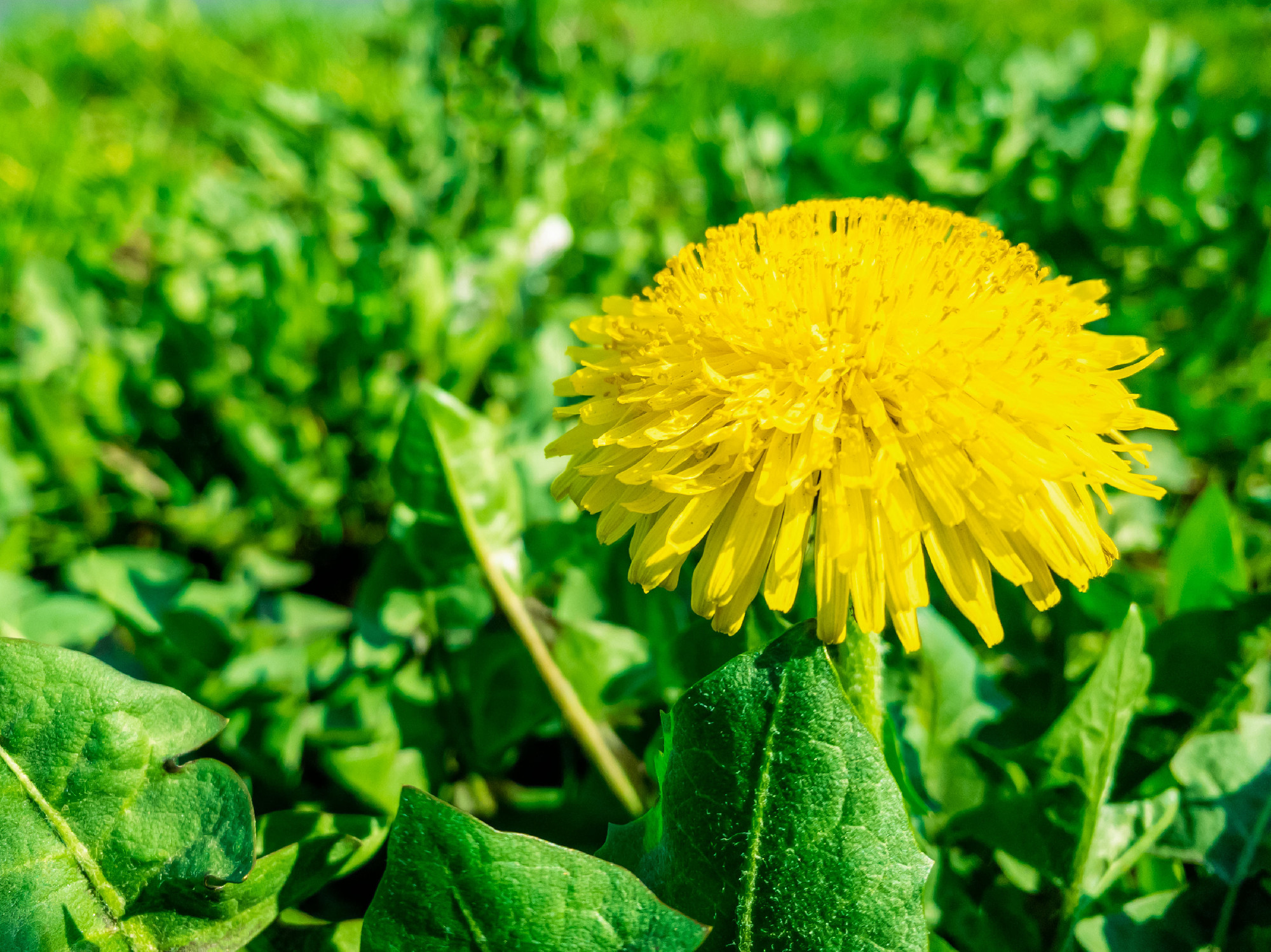 Close up of yellow dandelion flower with green leaves on spring sunny day as natural background with copy space, mobile photo