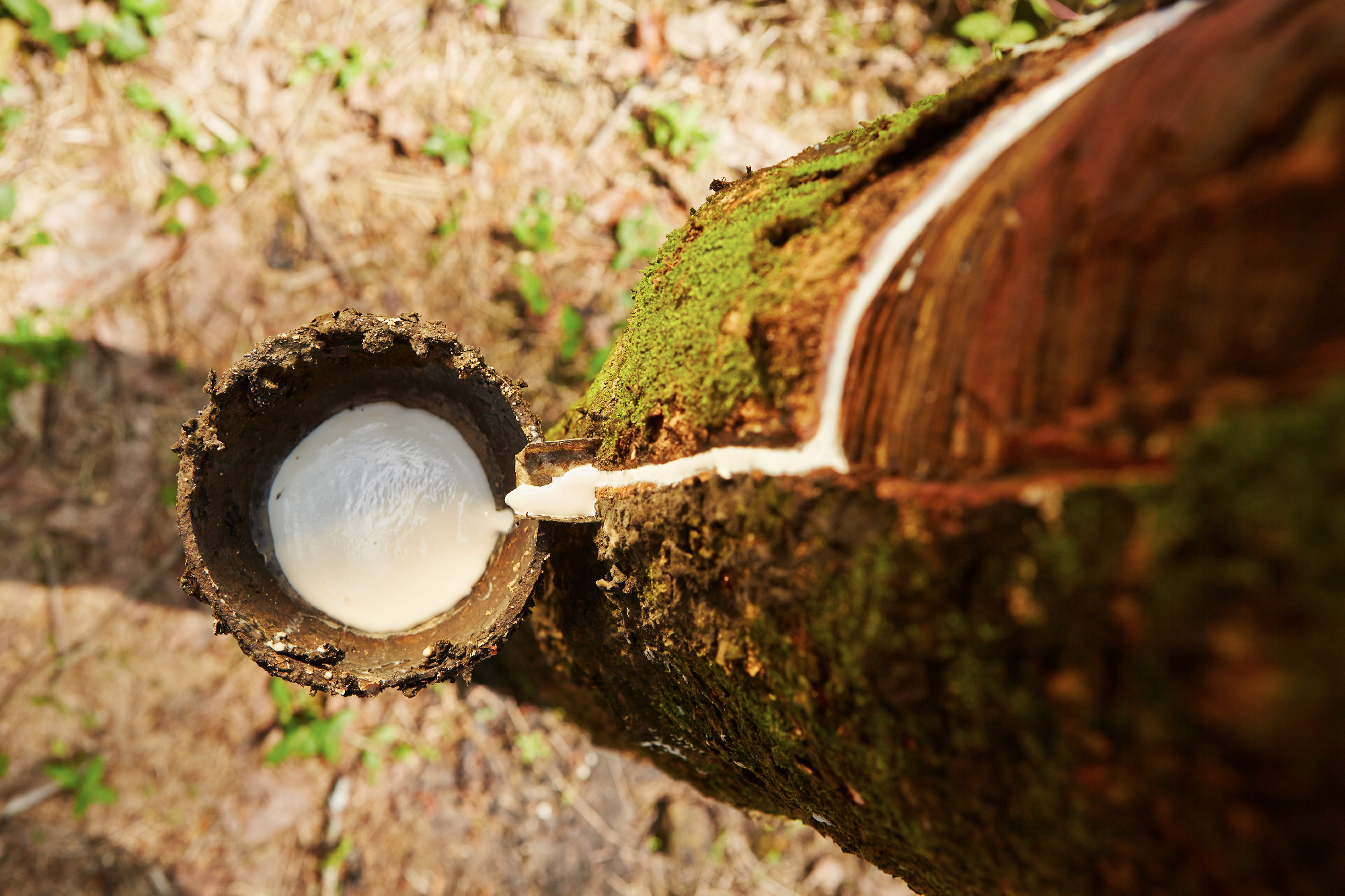 Rubber tree