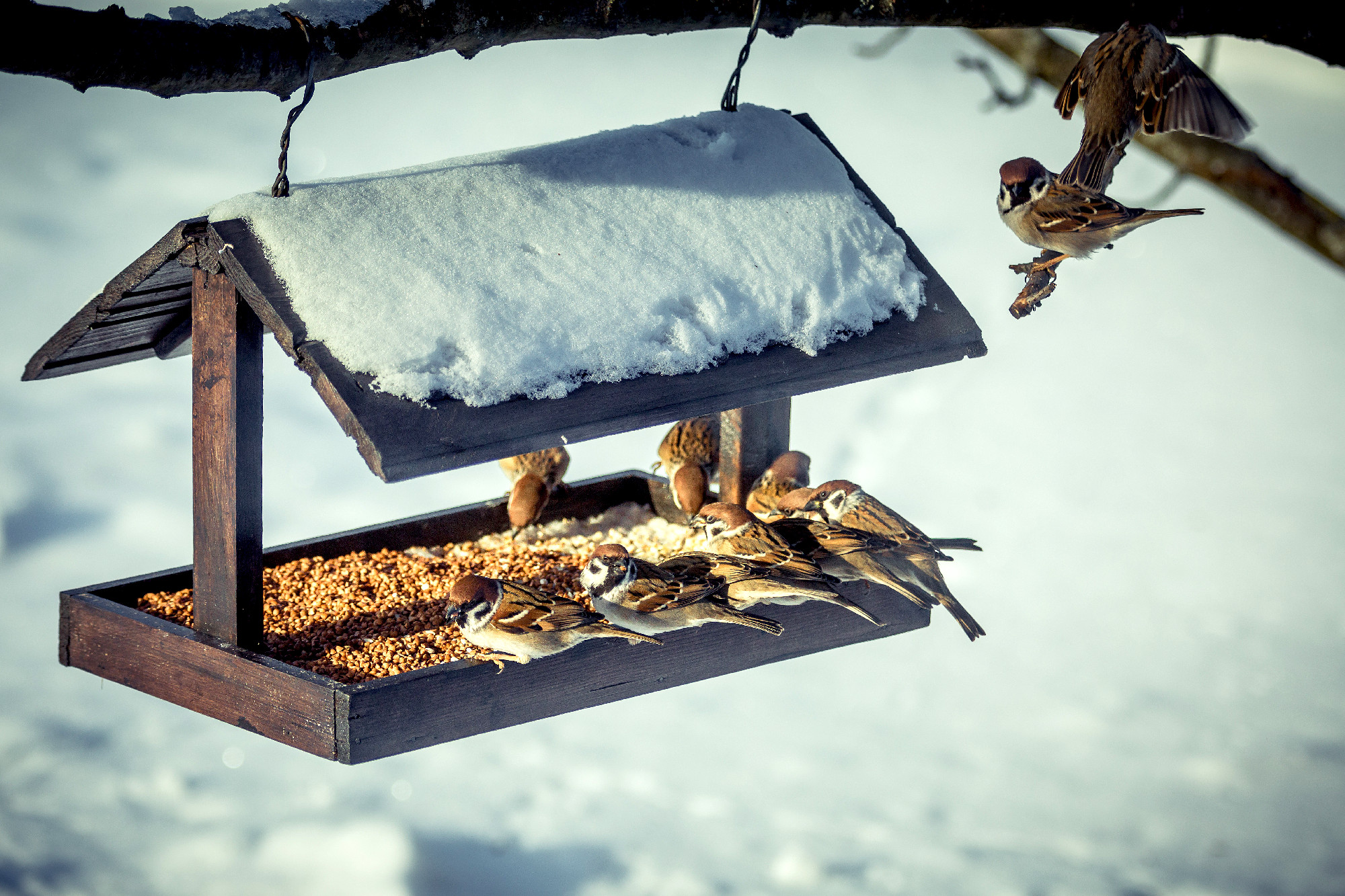 Sparrows on a feeder in winter