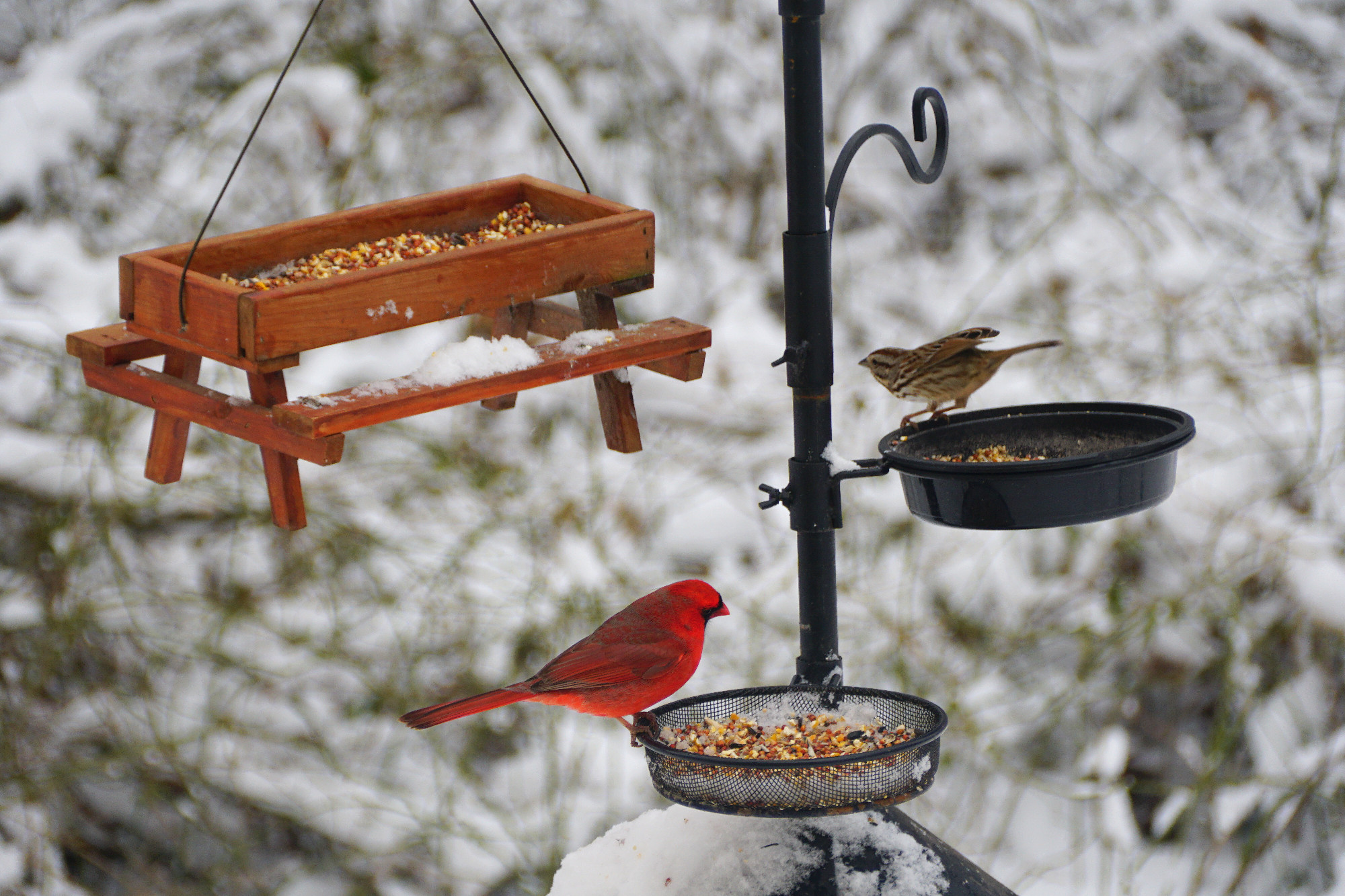 A red cardinal and house finch eating seeds on the bird feeder with the snowy background