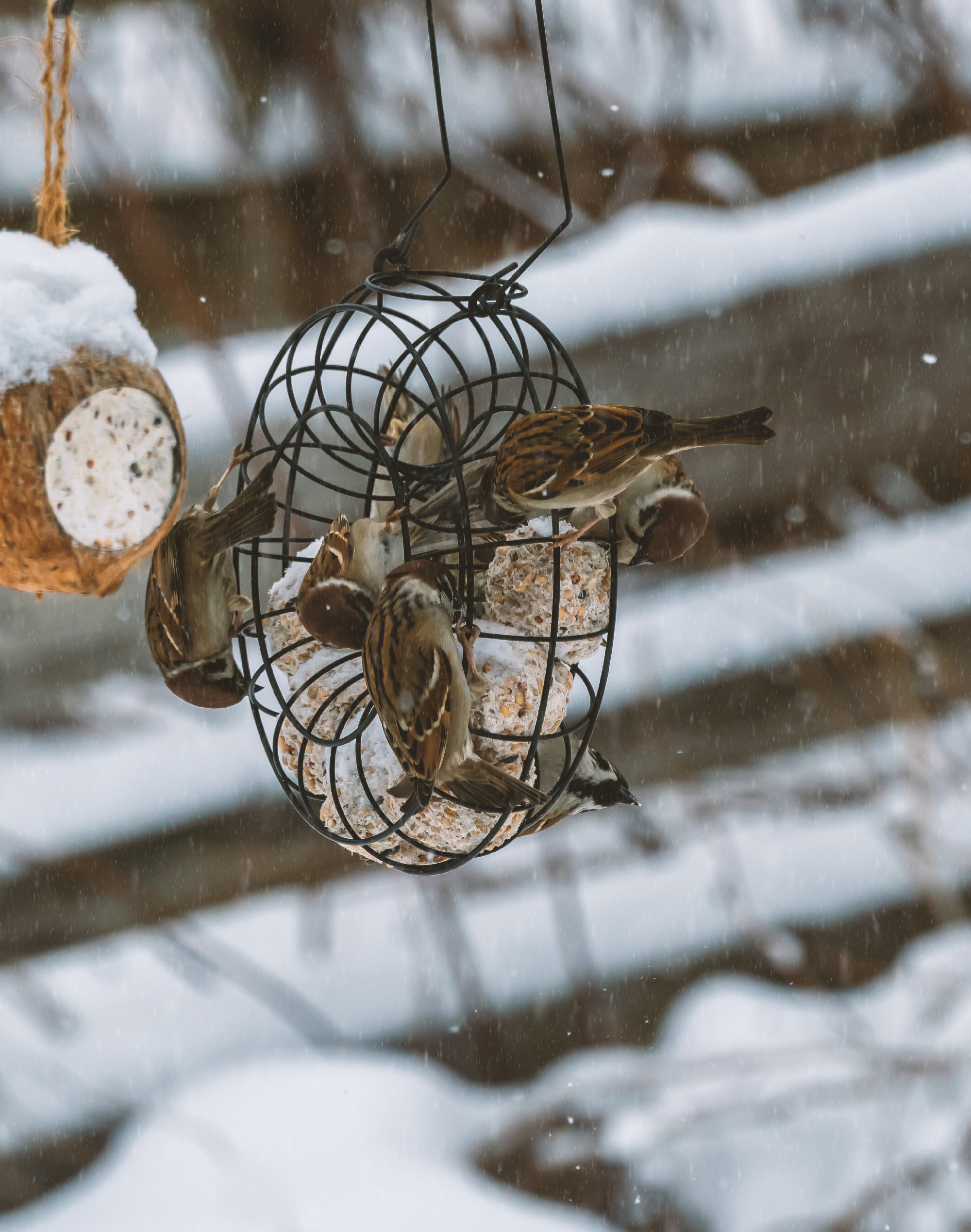 Flock of common house sparrows eagerly eating seeds from a garden bird feeder.