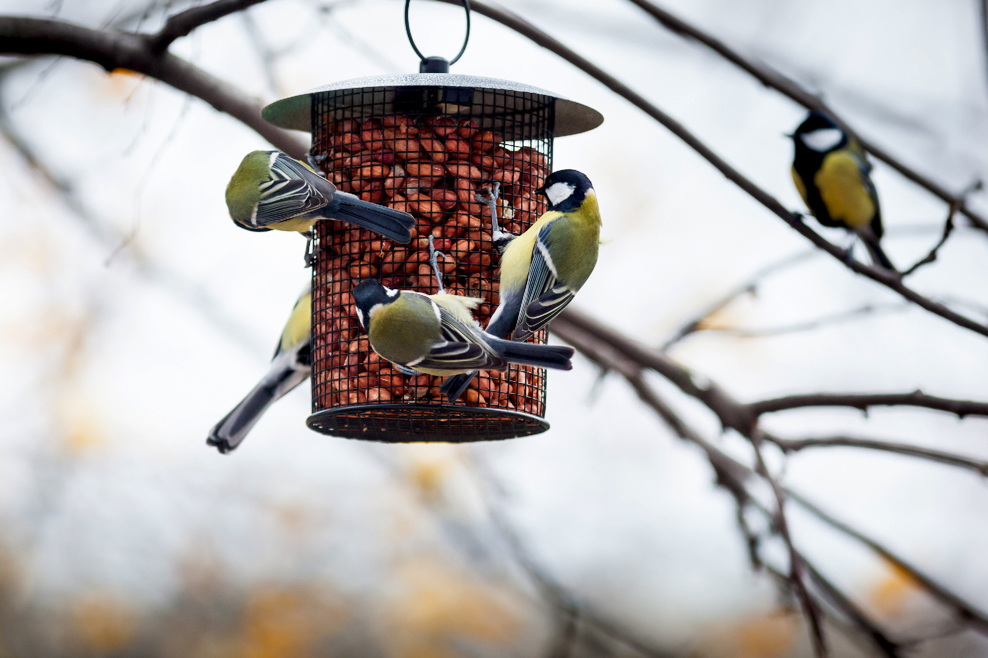 Great Tit (Parus major)
