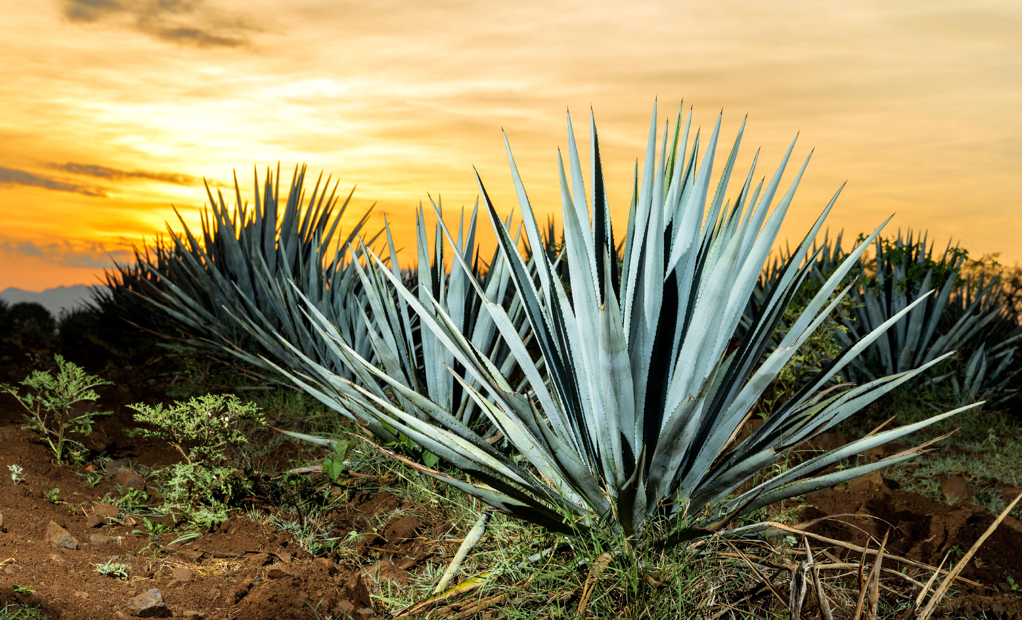 Tequila agave lanscape sunset