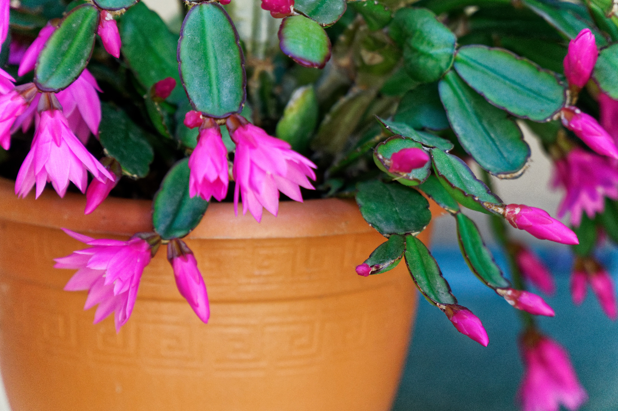 Garden flowers in flowerpot, sunny day, postcard mockup.