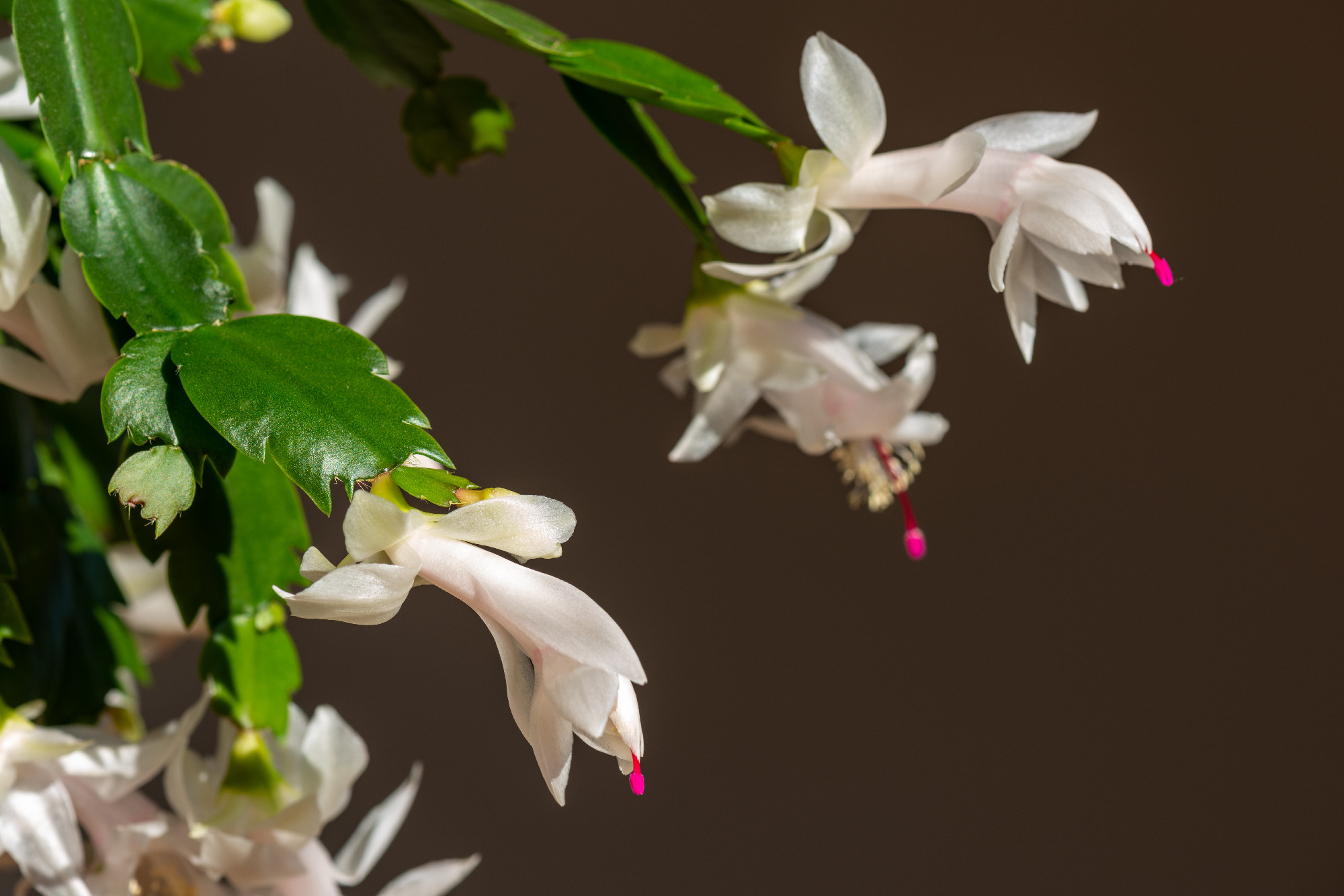 blooming christmas cactus with white blossoms and pink pistils