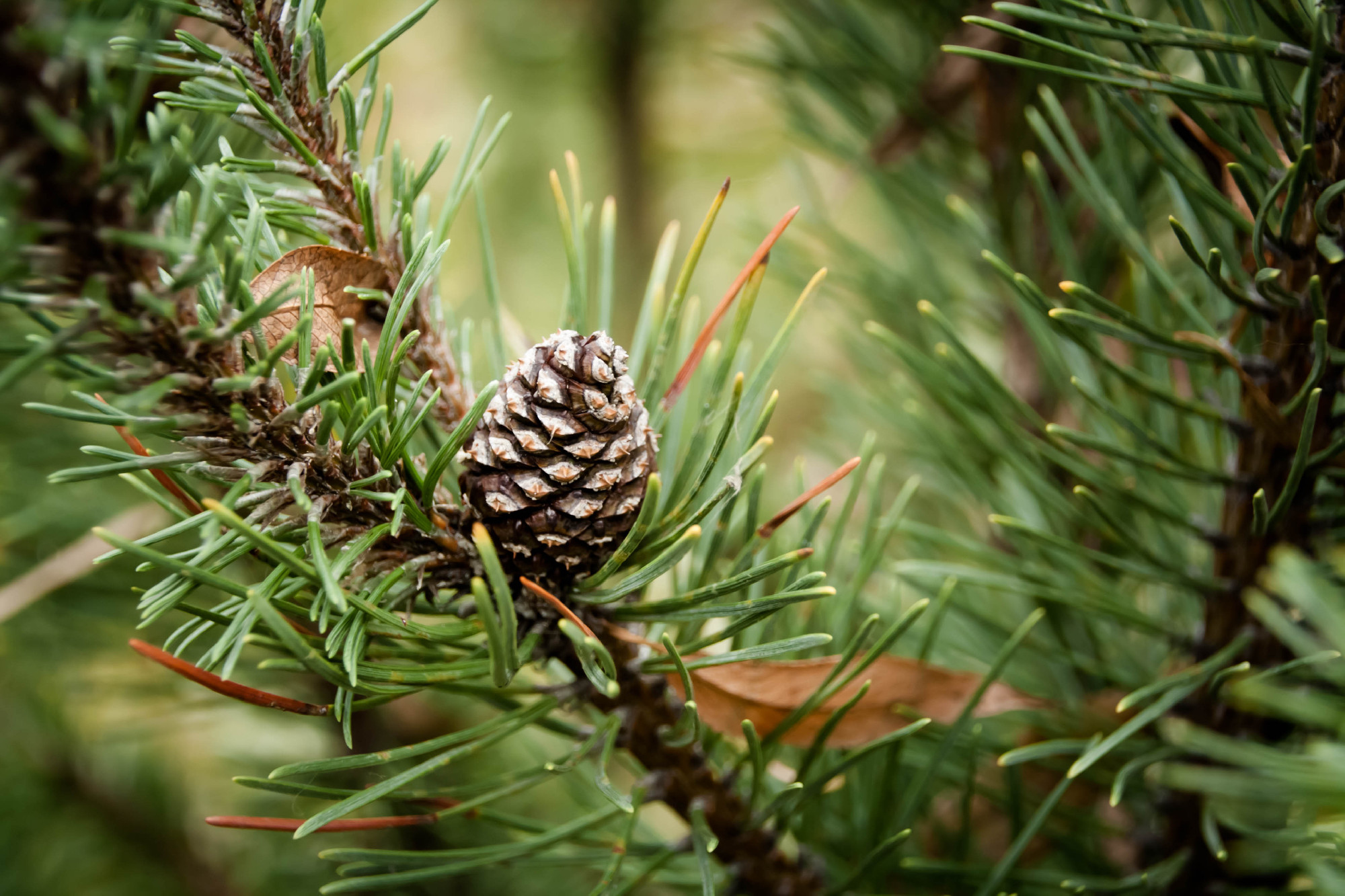 green pine branch