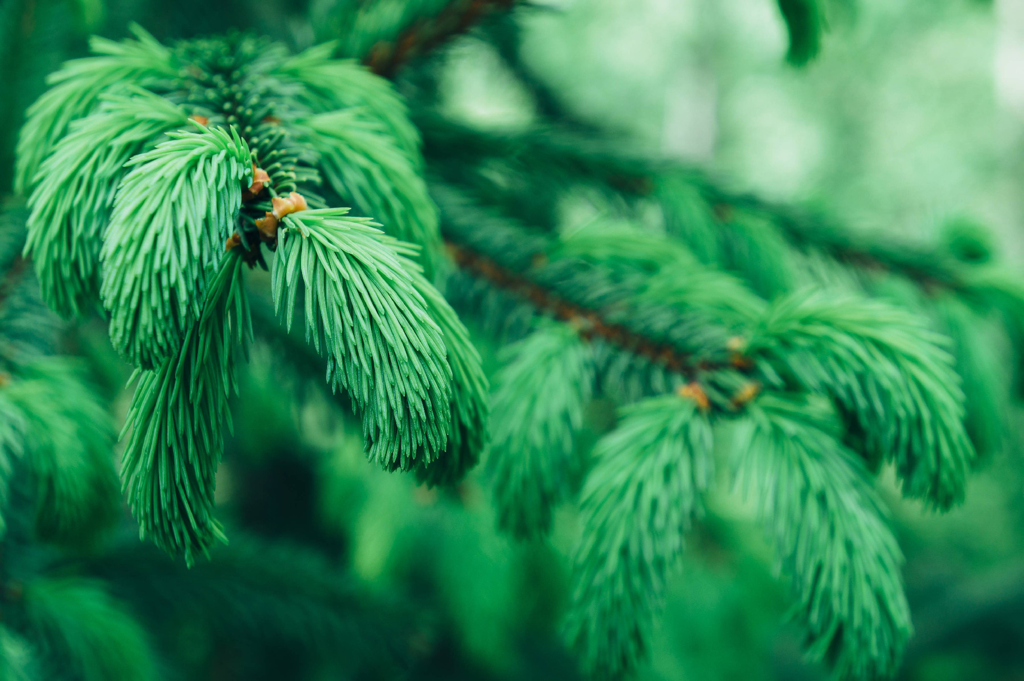 Coniferous trees growing in the Carpathian